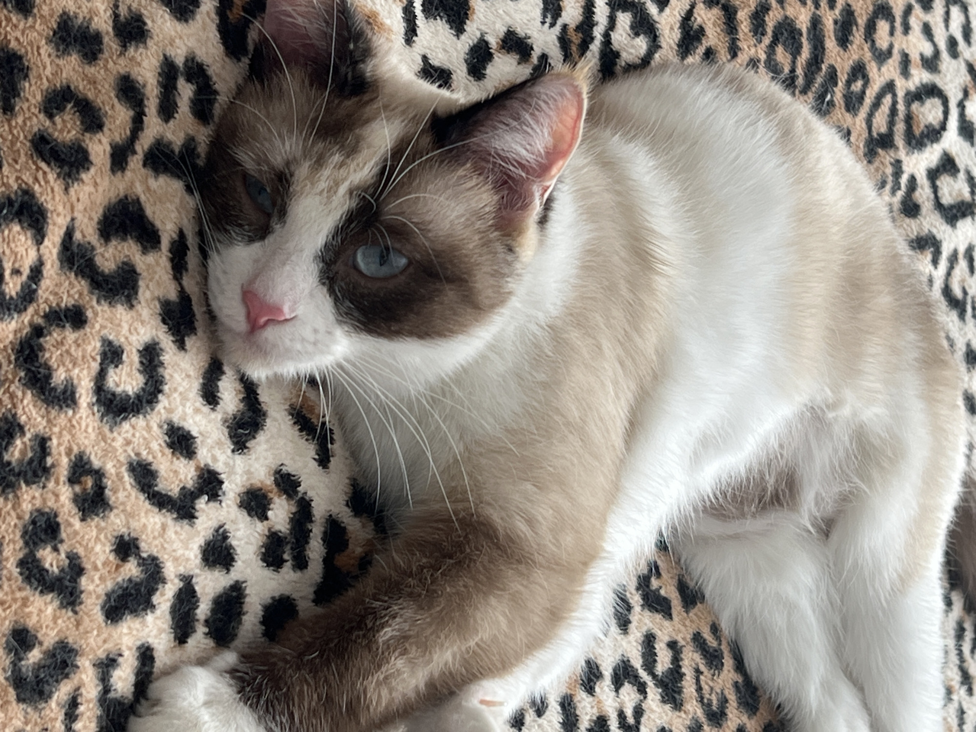 Two cats rest indoors in Votkinsk home morning scene