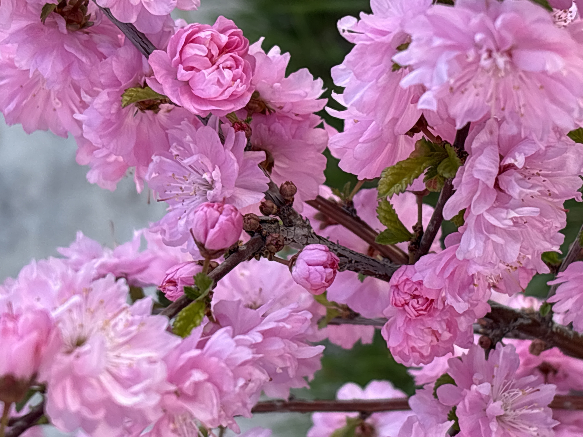 Spring flora documented in nighttime Birobidzhan botanical observations