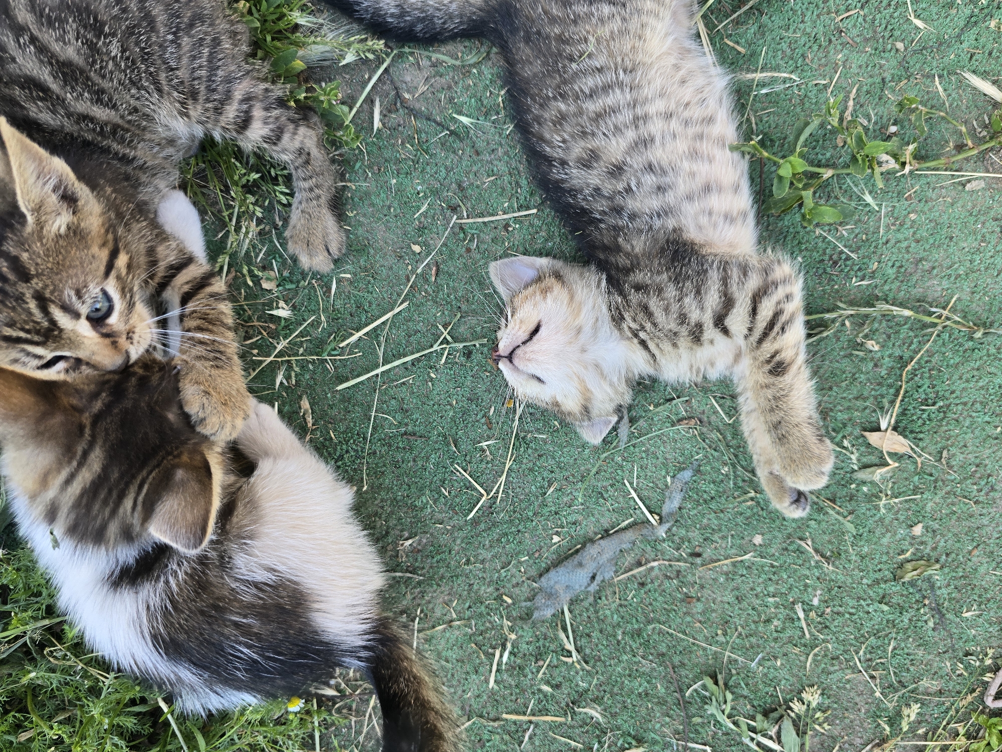 Village life with pets and gardens documented in Bulgaria