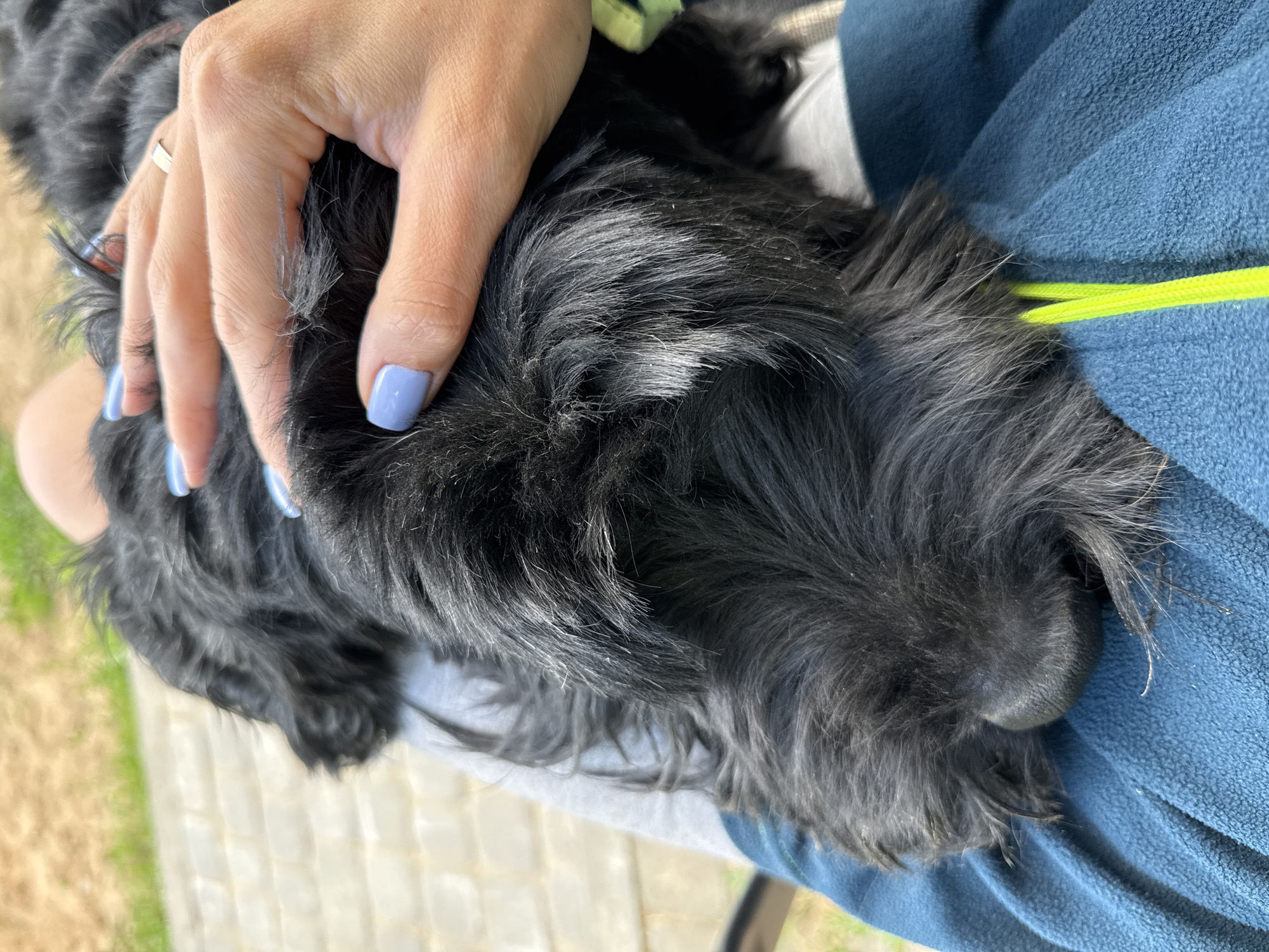 Garden day in Mahilyow: flowers, fresh garlic, and a shaggy dog