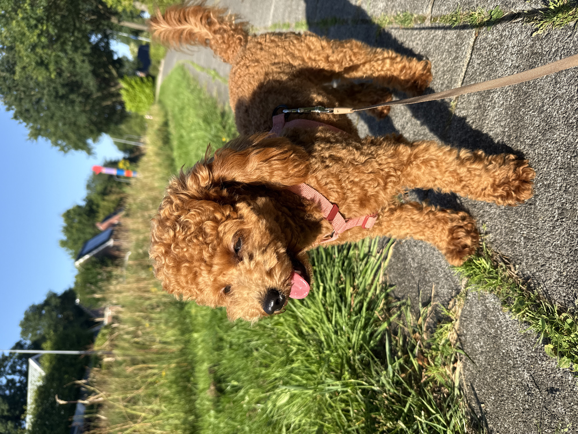 Afternoon dog walk with a ginger poodle in Marum