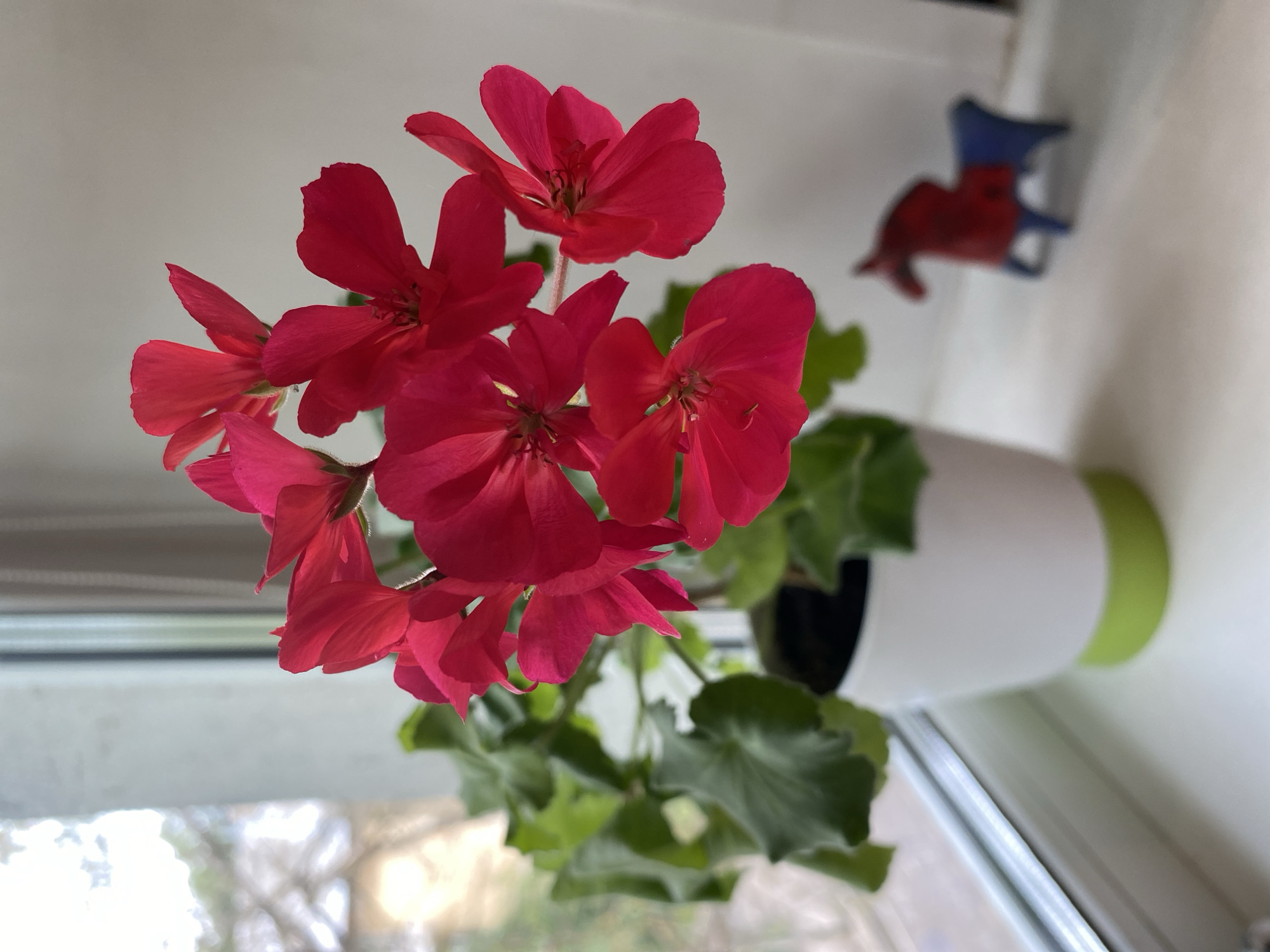 Red geraniums in full bloom, Sergiyev Posad