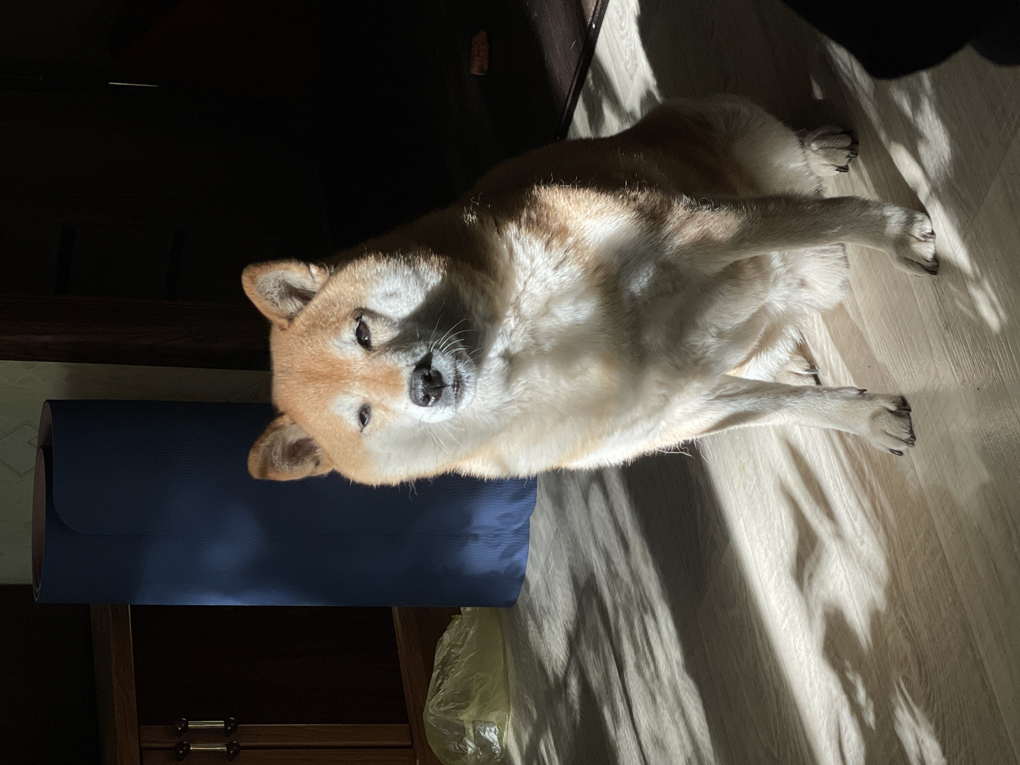 Shiba Inu dog photographed resting indoors in Zheleznogorsk, Russia