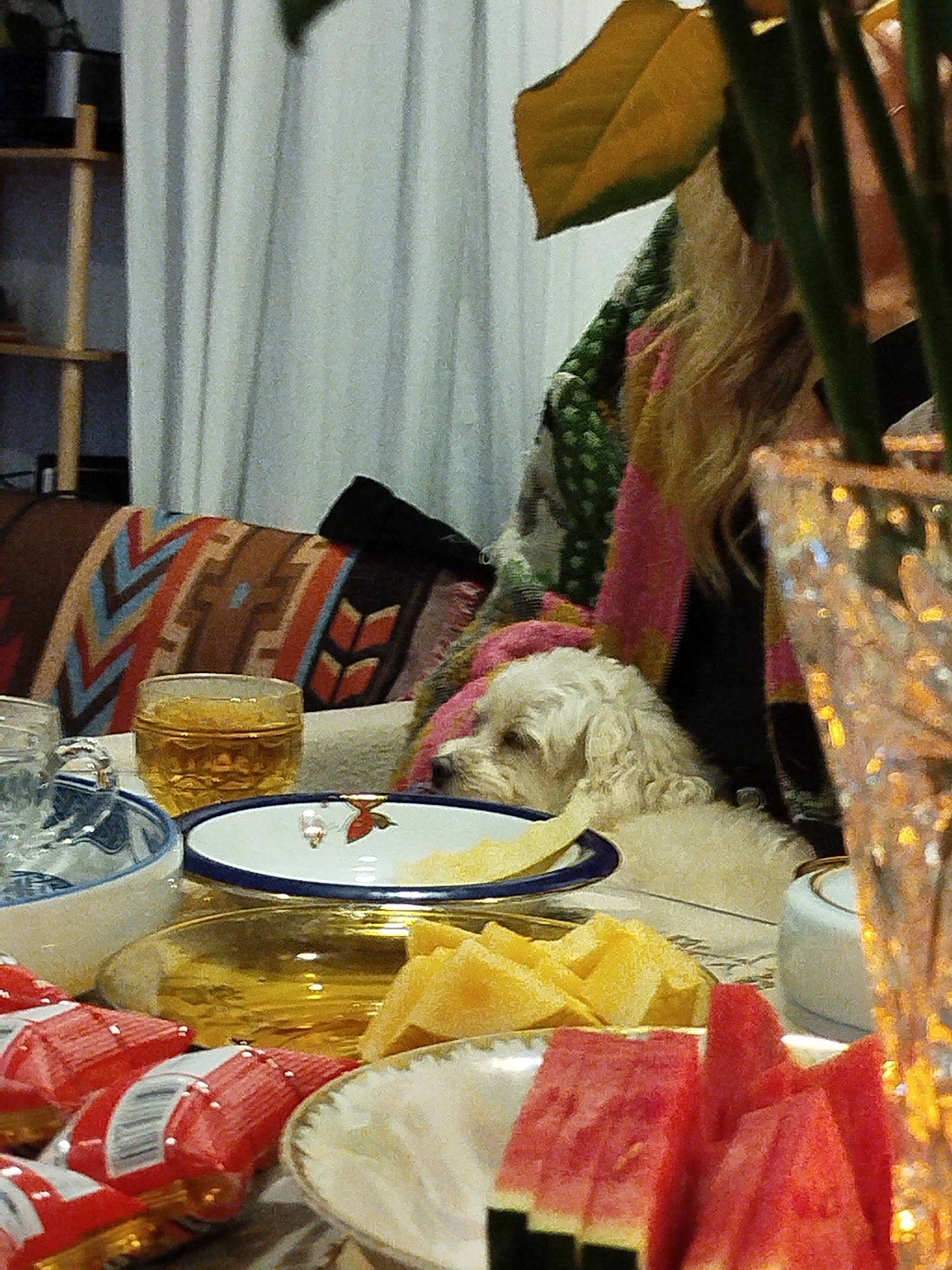 White dog joins mealtime gathering in Vietnamese home