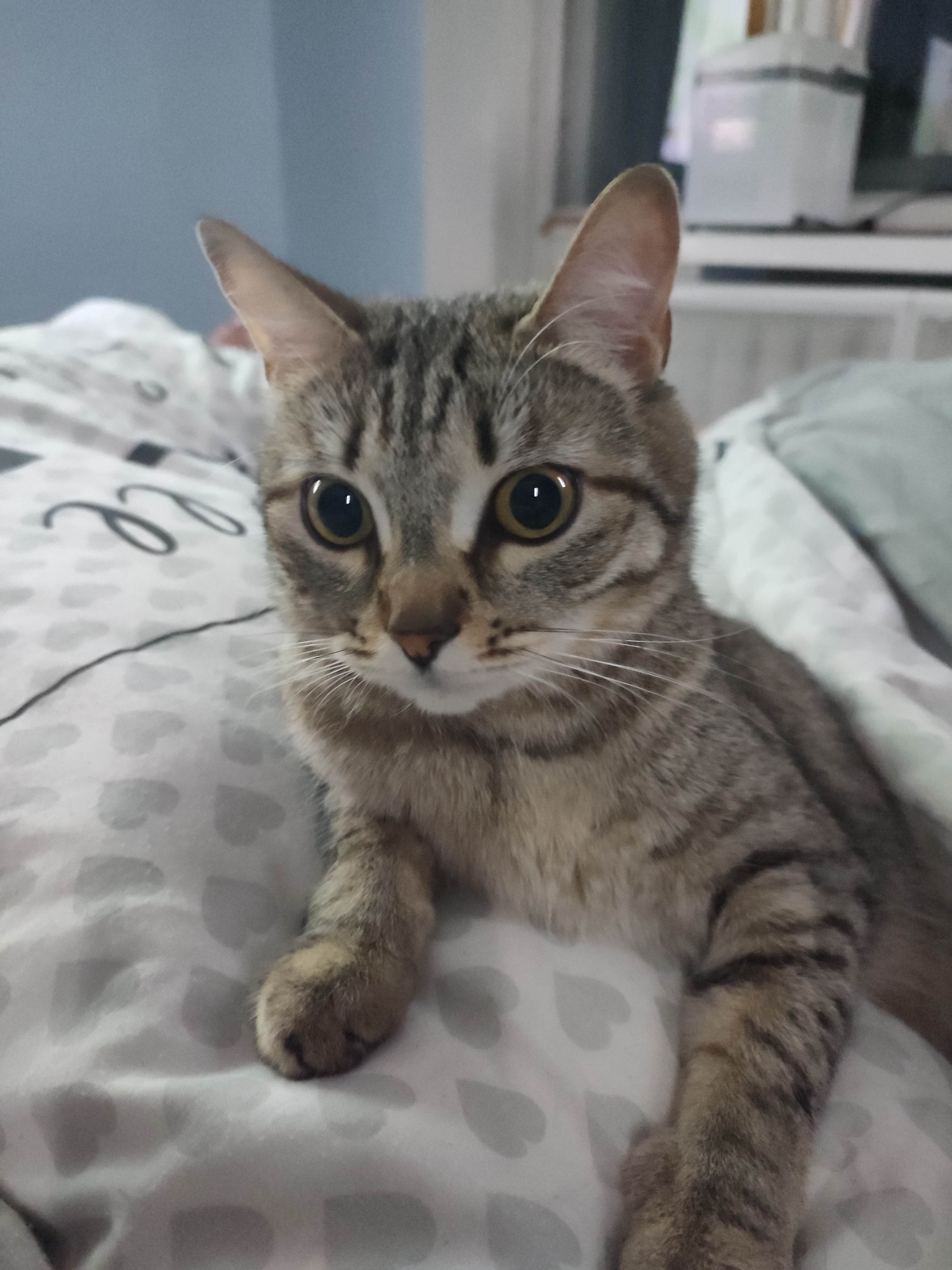 Tabby cat photographed resting on patterned bedspread