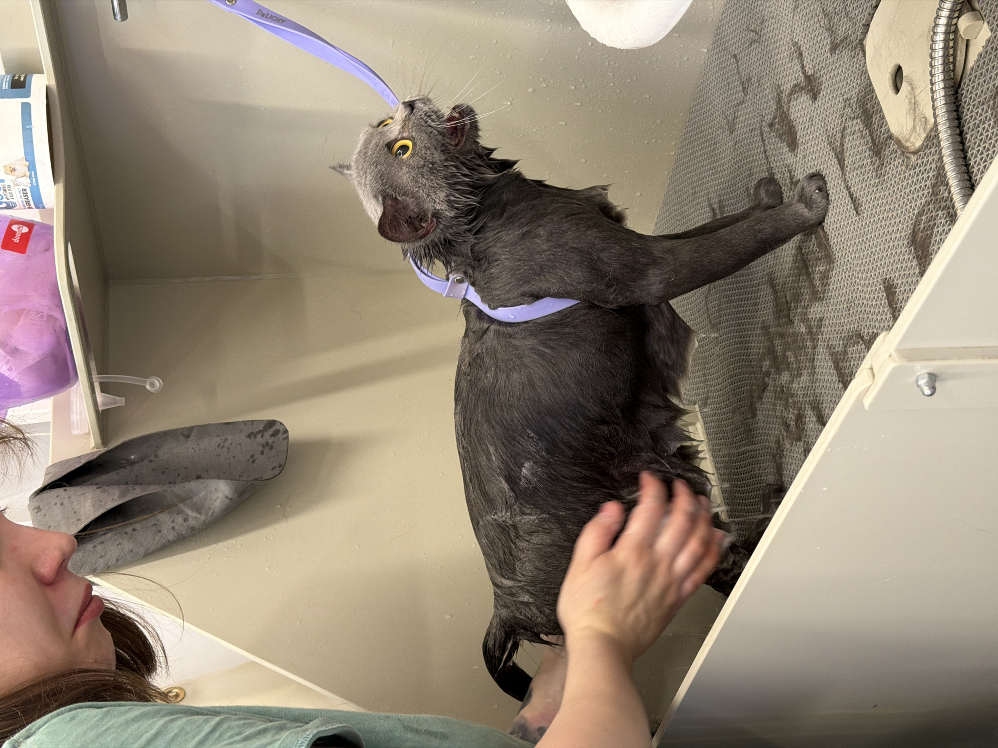 Cat receives bath at Tbilisi pet grooming facility