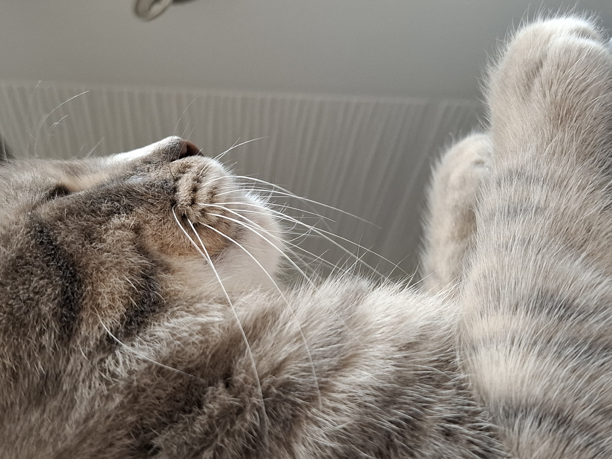 Tabby cat photographed in close-up shots in Novi Sad