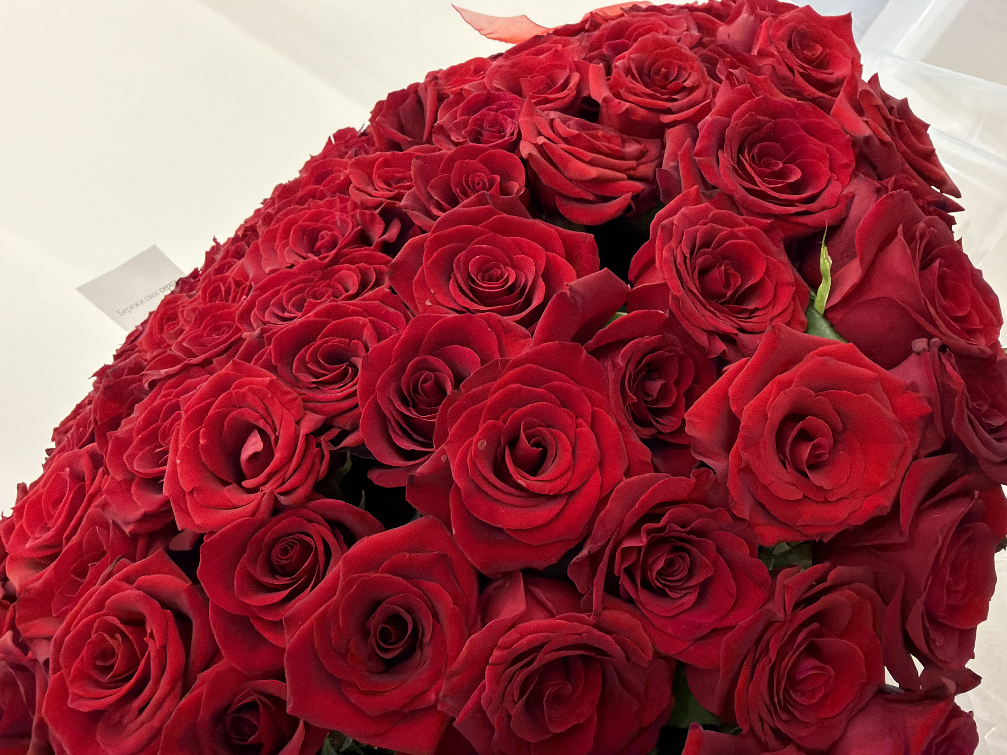 Red rose bouquet and a rain-soaked flower-lined walkway