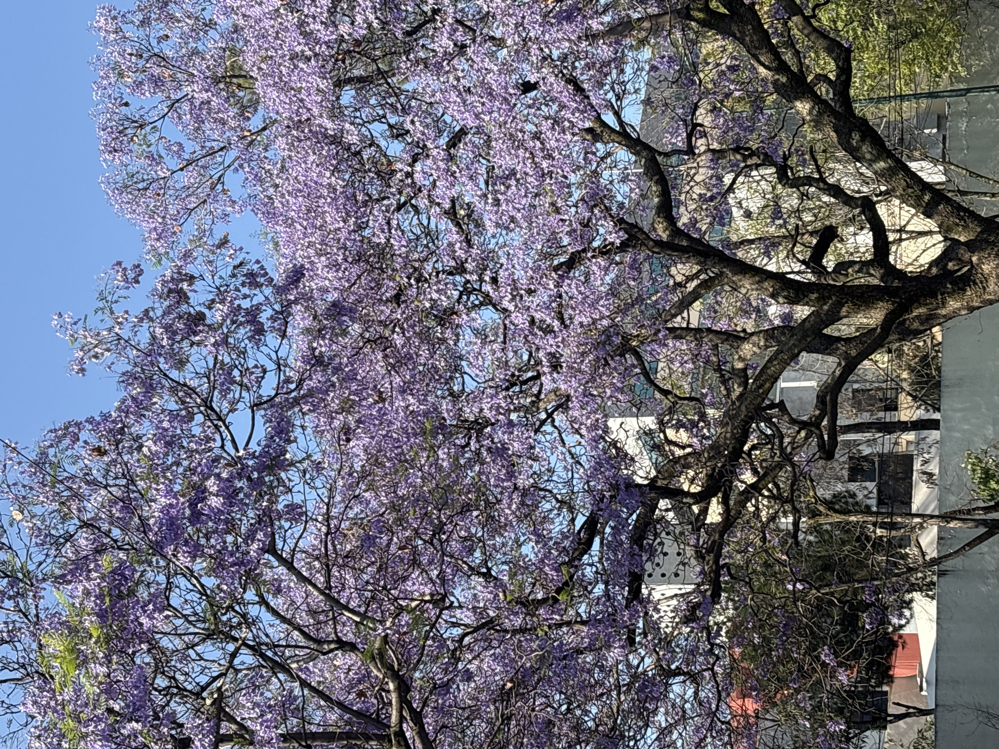 Mexico City spring scenes: jacaranda blooms and Pilates studio