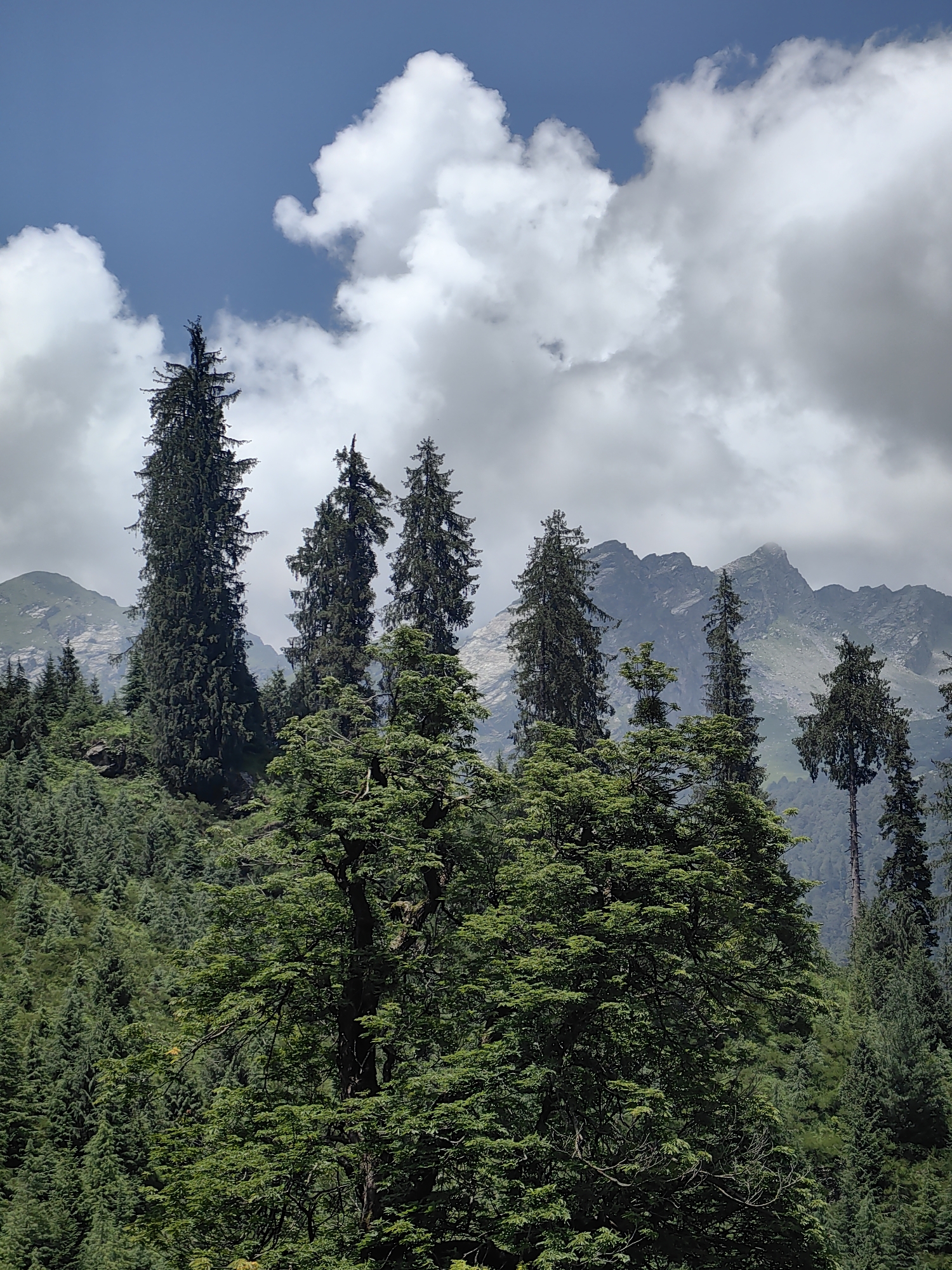 A morning exploring Solang Valley — mountains, horses, and many lizards