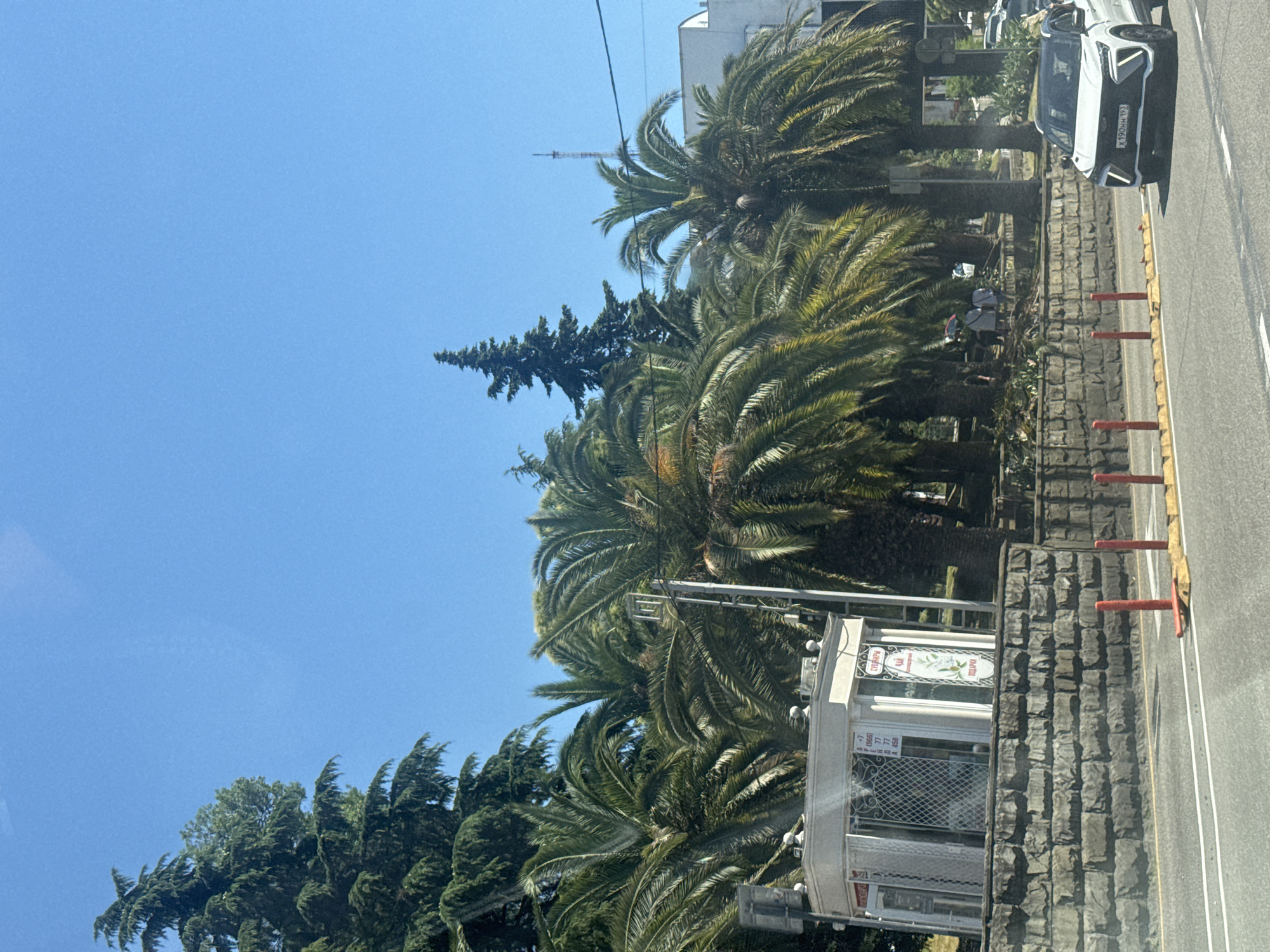 Summer day in Sochi, palm trees and selfies