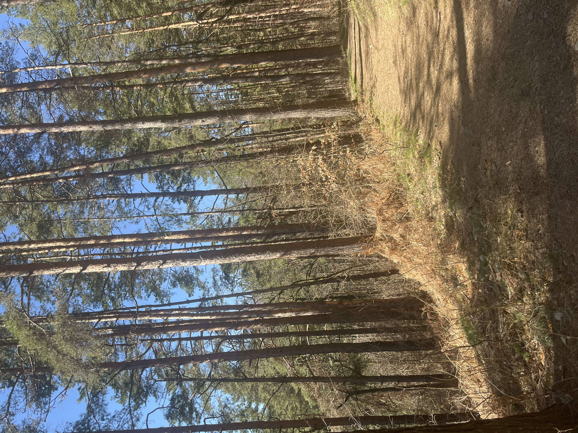 Forest scene documented in Zheleznitsa, Bulgaria