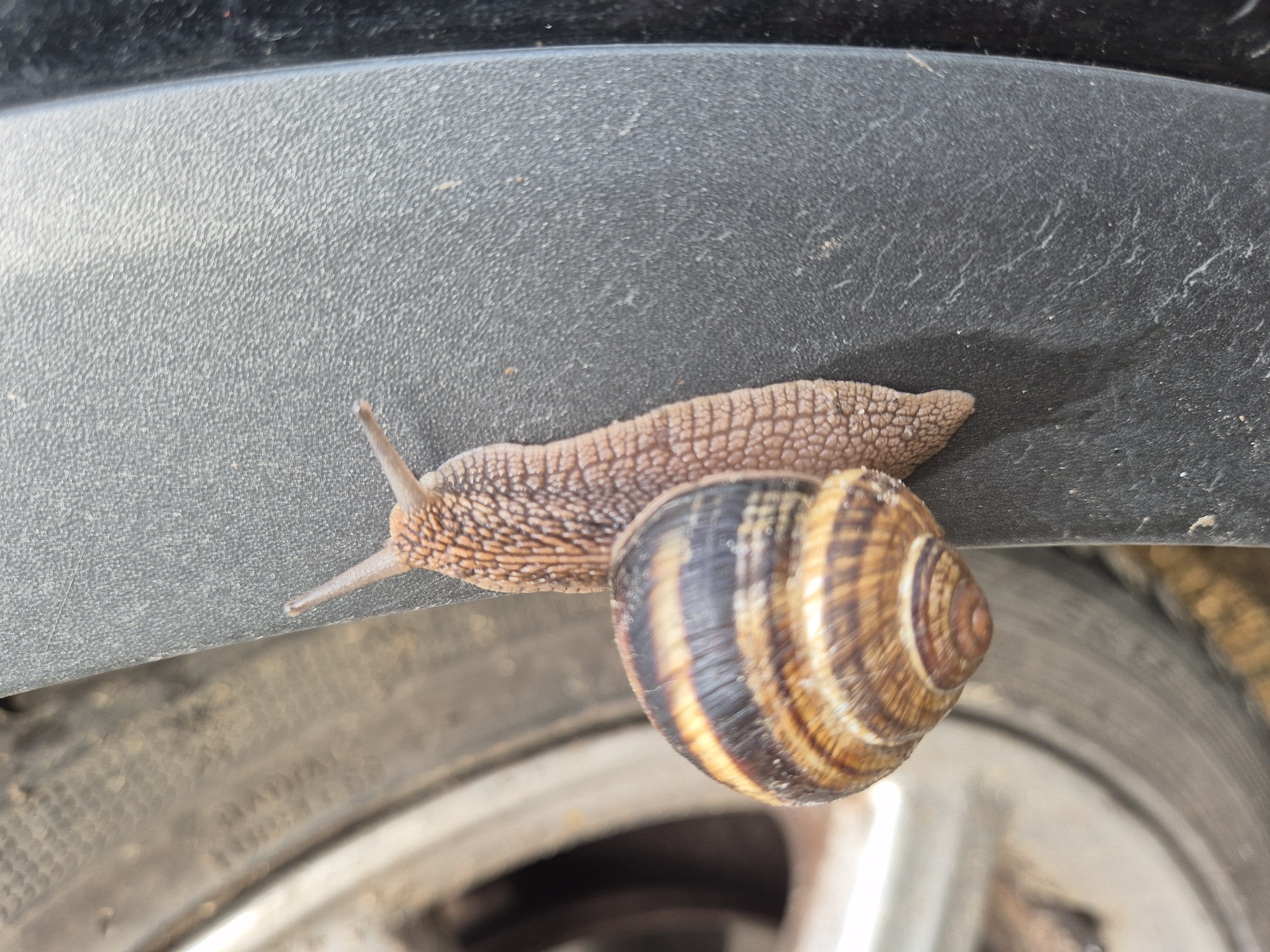 Vehicle occupants and garden snail observed during morning hours