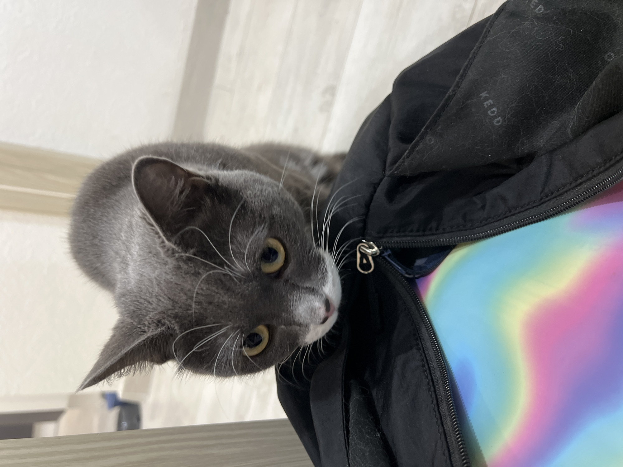 Cat encounters and city scenes documented in Tyumen