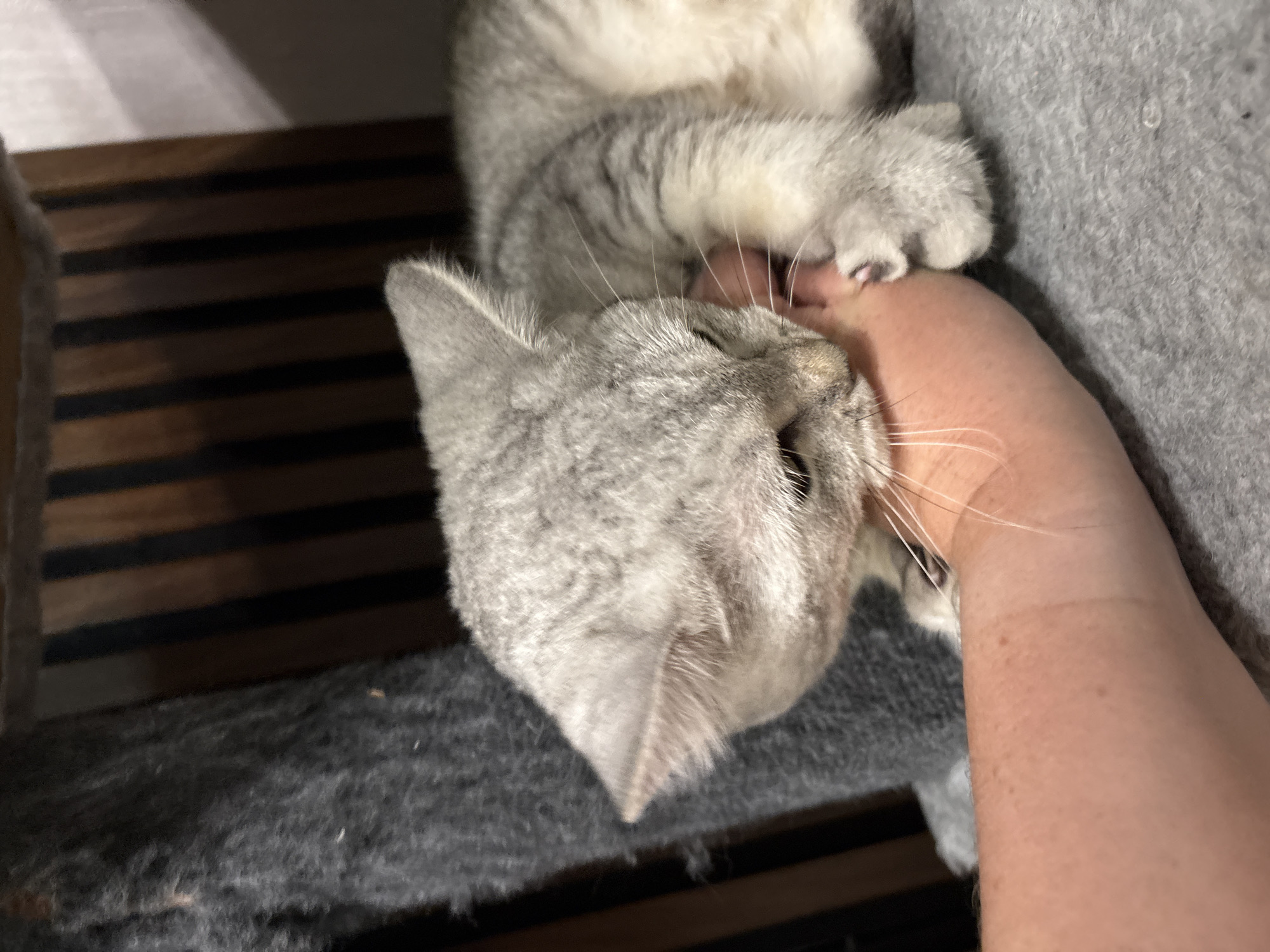 A multi-cat household in Mikhaylovsk, plants and all