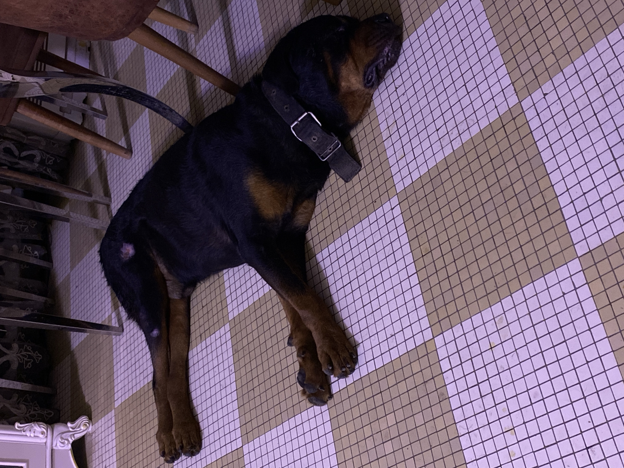 Evening at home in Giginyu: decor, a sleeping dog, and everyday details
