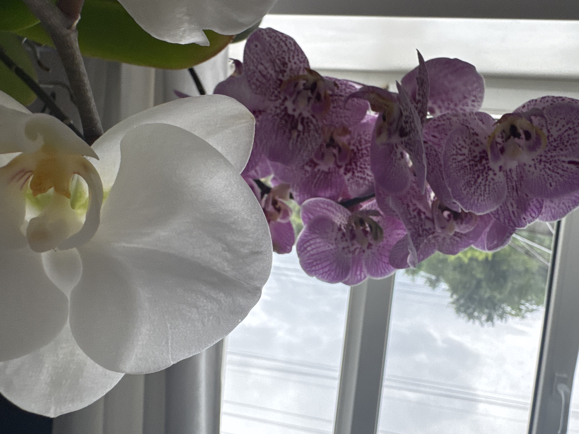 Home life in Bălți: orchids, garden harvest, and backyard greenhouses