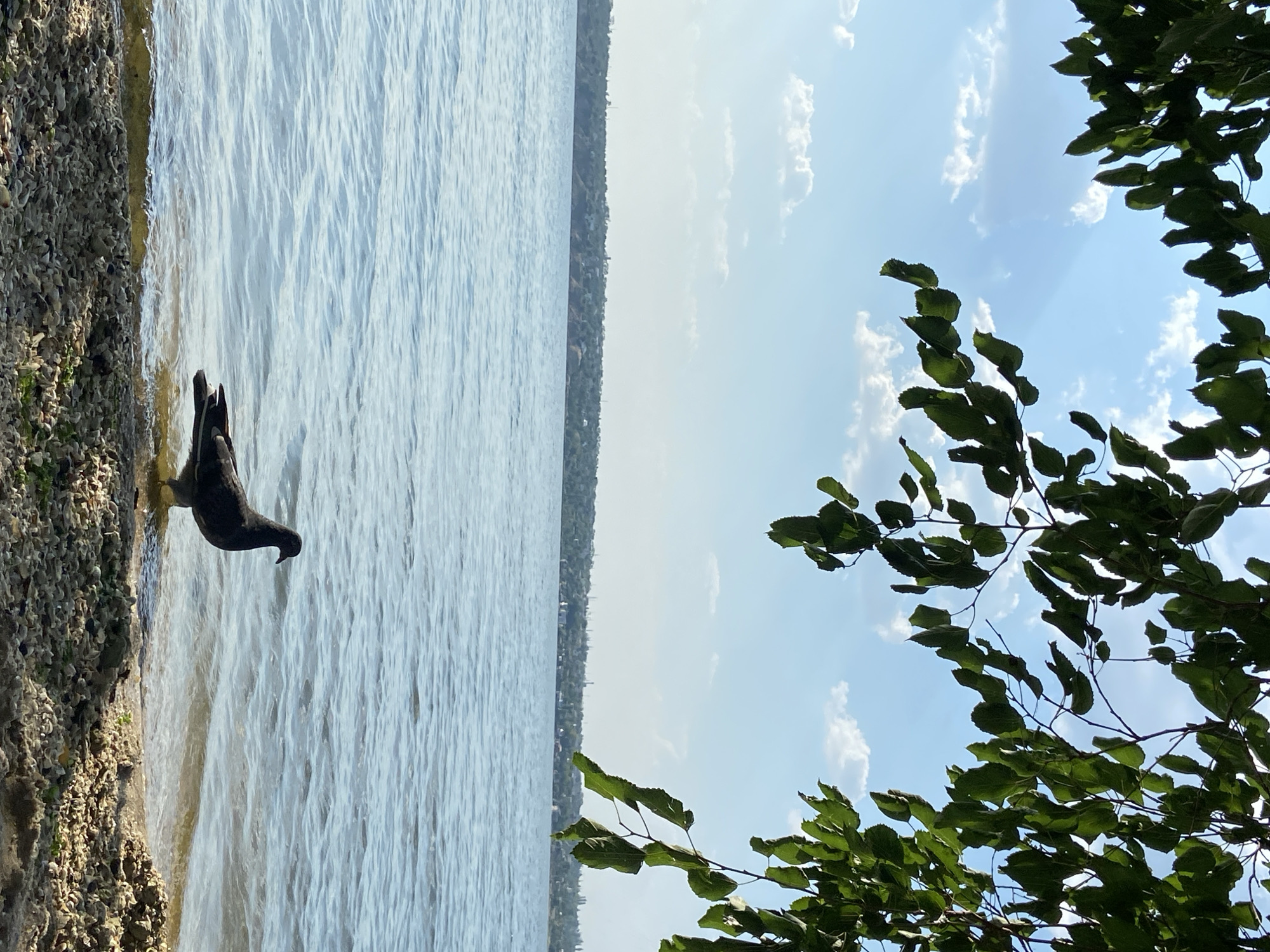 Lakeside afternoon: pigeons, a dog, and park selfies