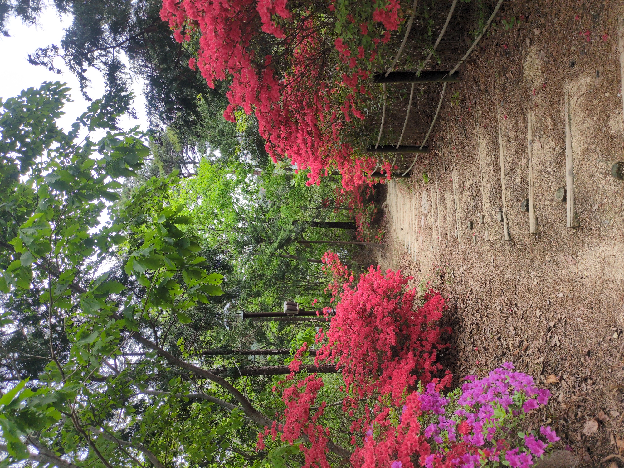 Morning scenes documented around Ulsan parks and residential areas