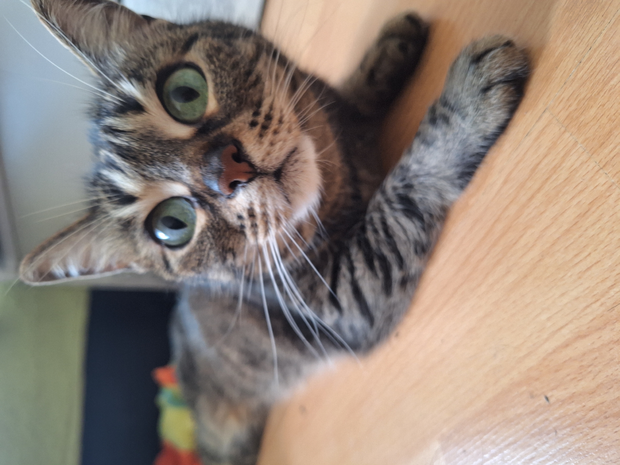 Tabby Cat and Children's Toys Documented in Home Setting