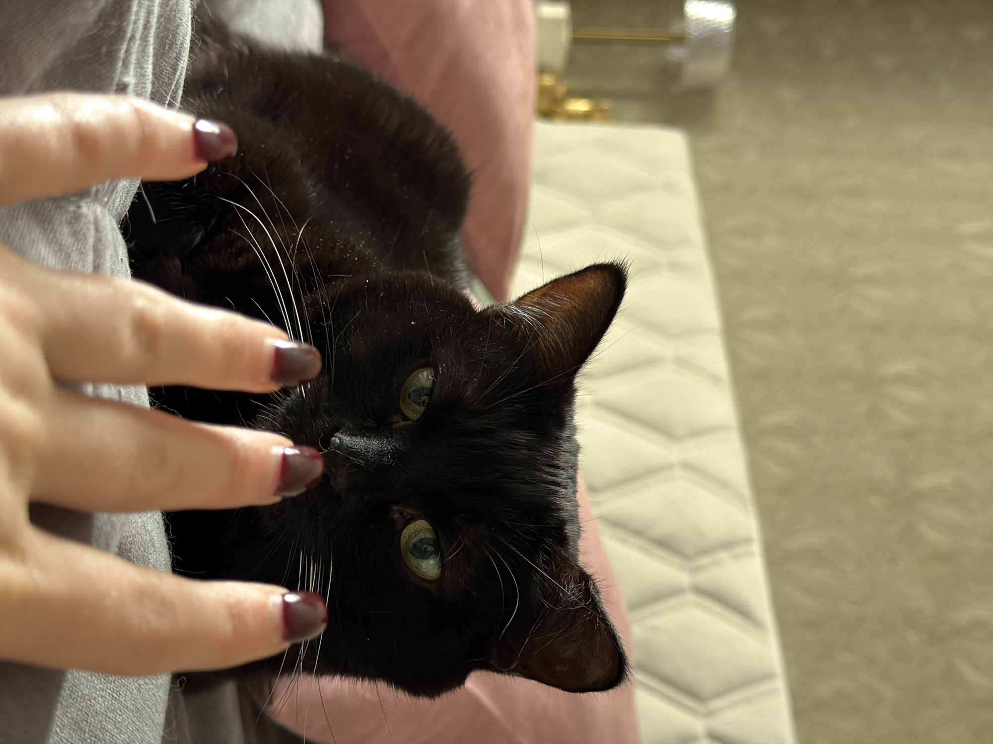 Domestic tea time with cats documented in Penza, Russia