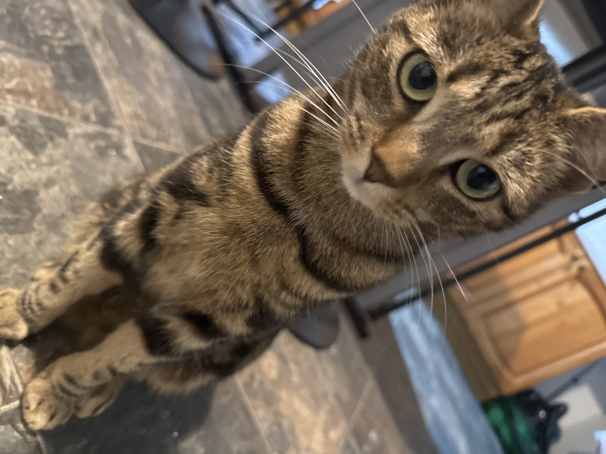 Domestic cats documented in Desborough homes during evening hours