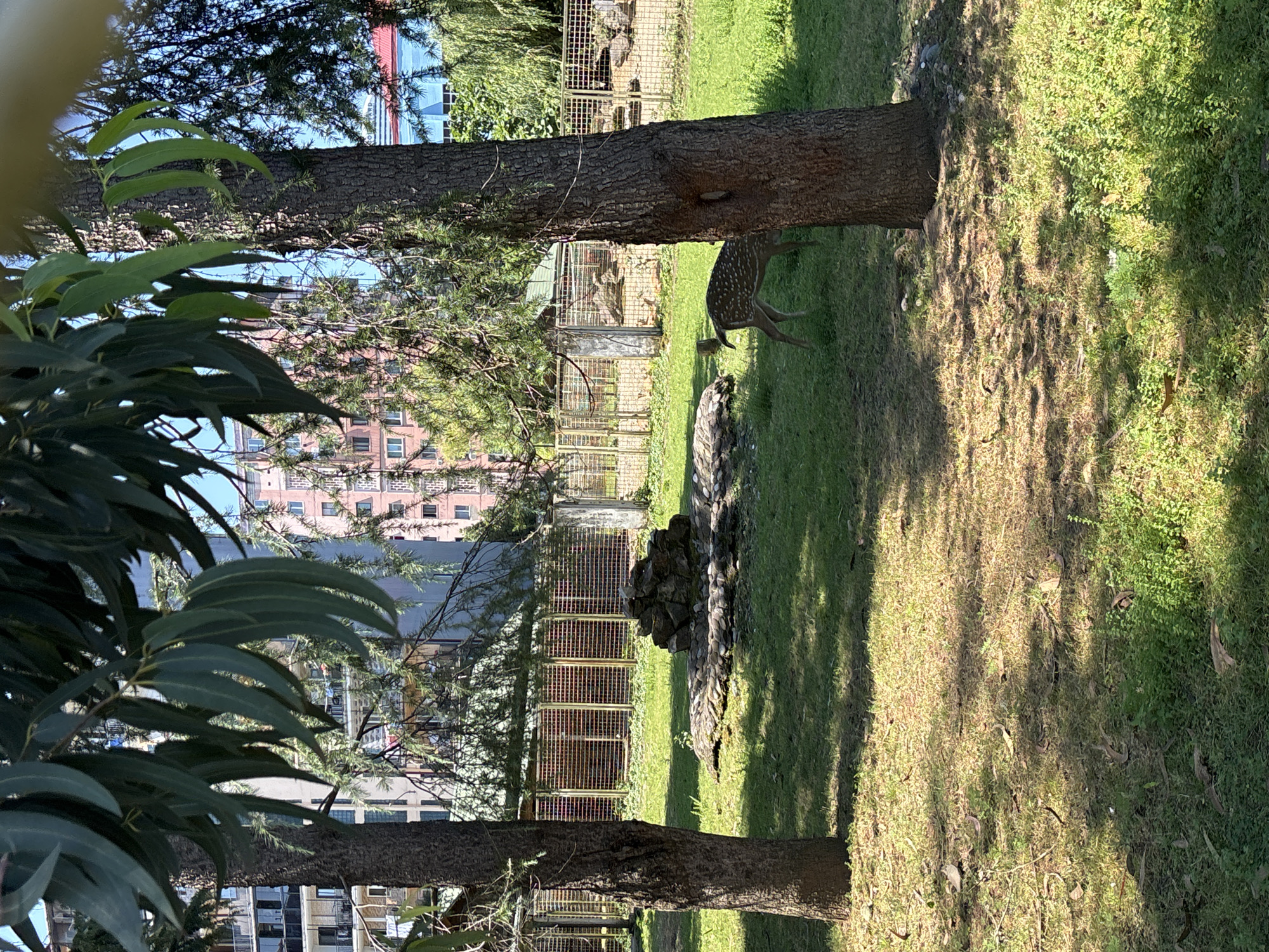Morning at Batumi Zoo: deer, ponies, and shaded paths