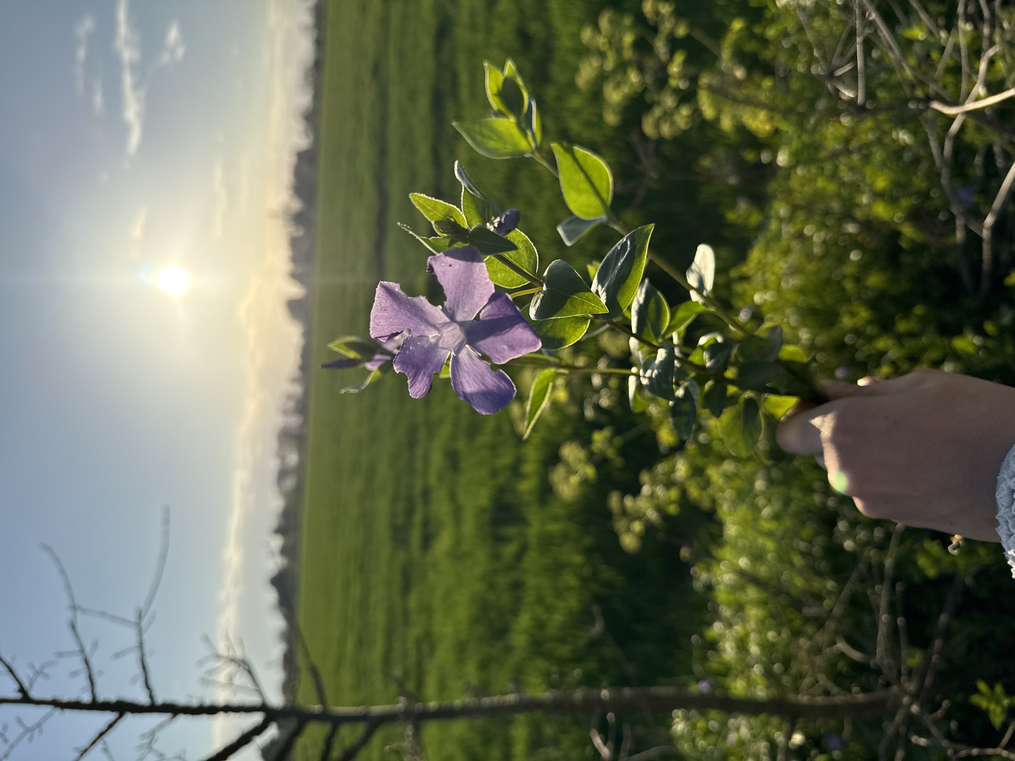 Person picks purple flowers in Great Yarmouth countryside