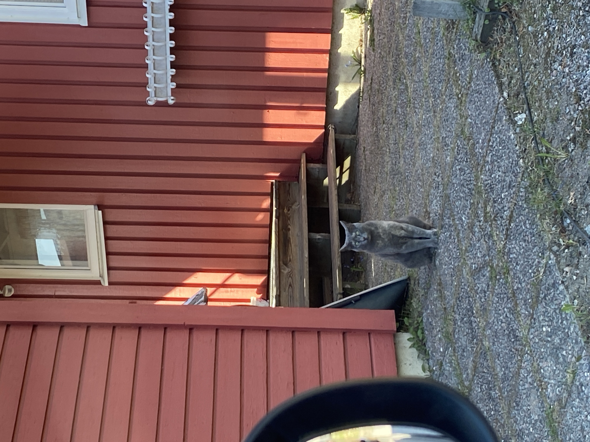 Grey cat spotted on gravel path in Björklinge, Sweden