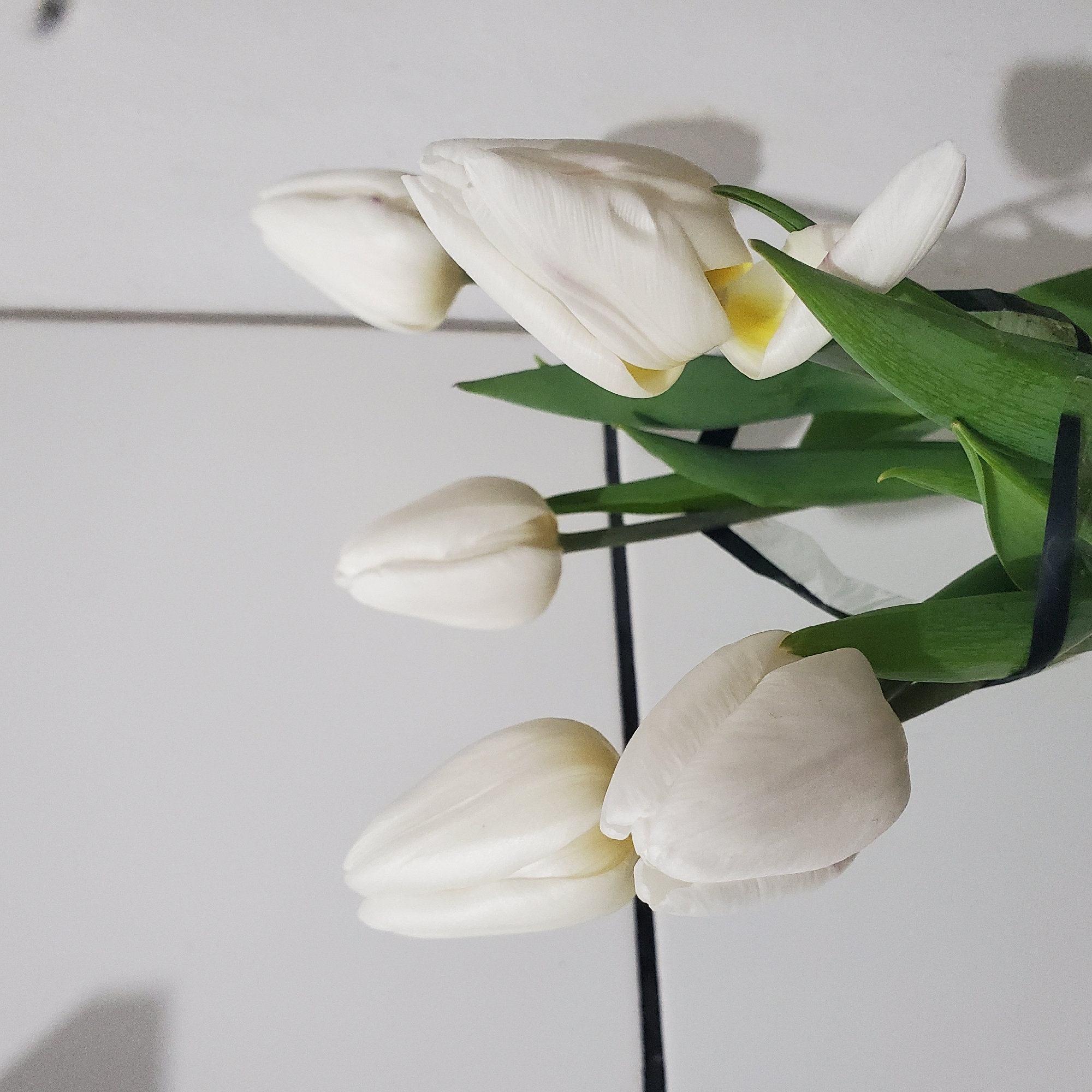Evening moments in Curitiba: white tulips and twilight trees