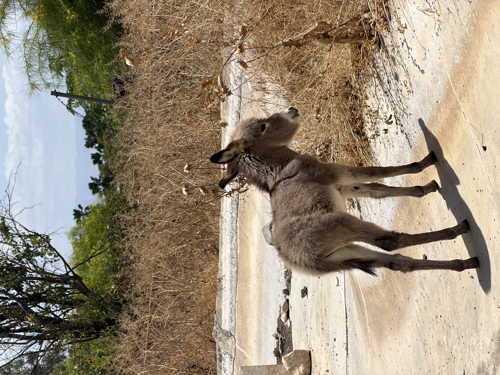 Rural farm scenes documented in Gilboa Regional Council