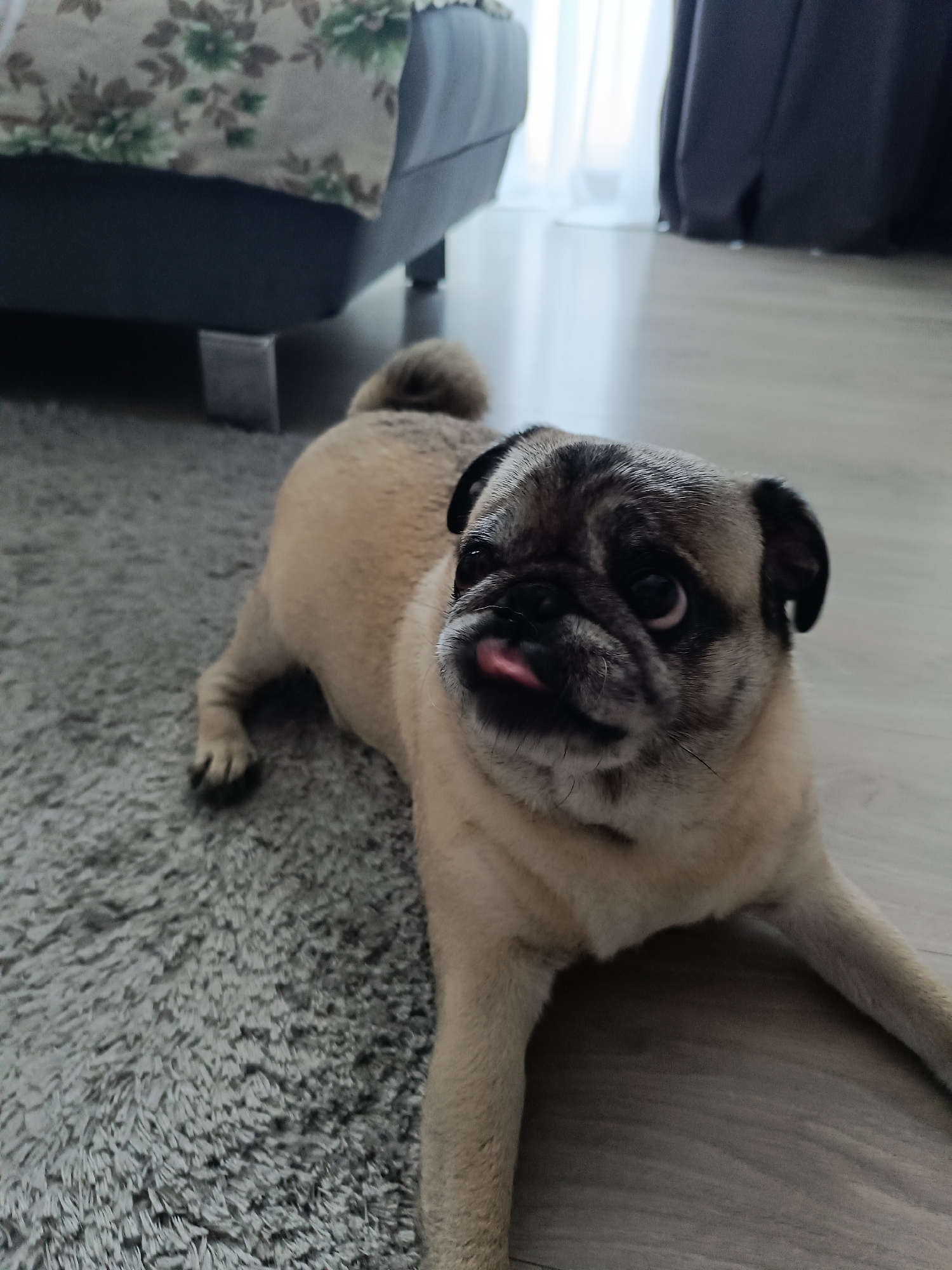 Pug dog relaxing on rug and floor in Târgu Jiu