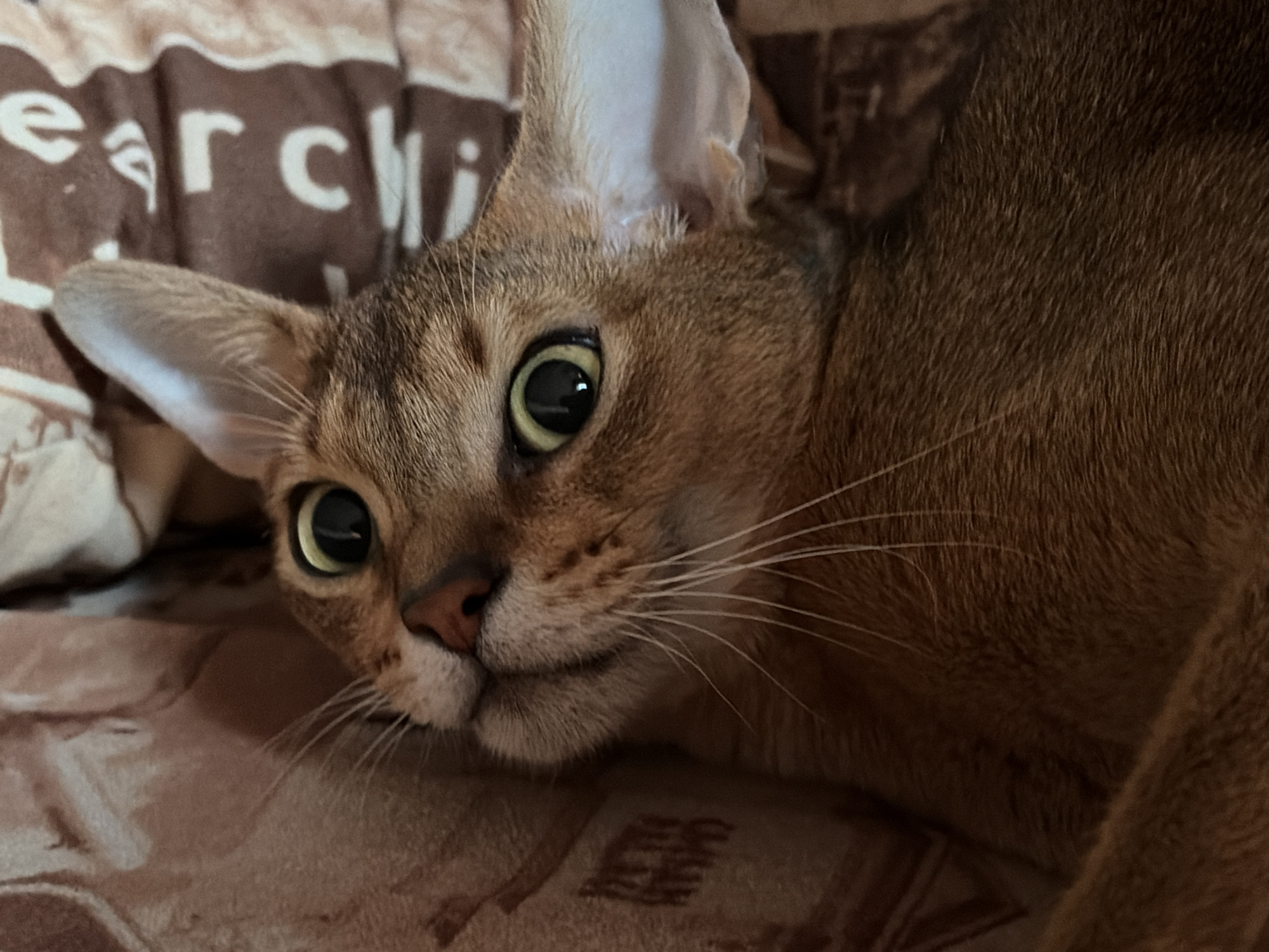 Late night cat moments and sunset captured in Chaikovsky