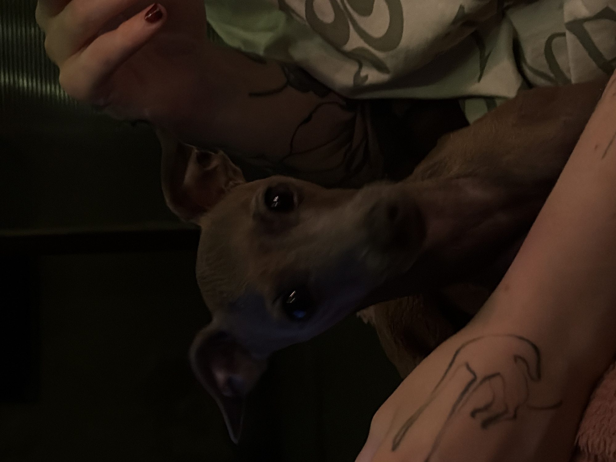 Italian Greyhound and a casual indoor meal, Zvezdara
