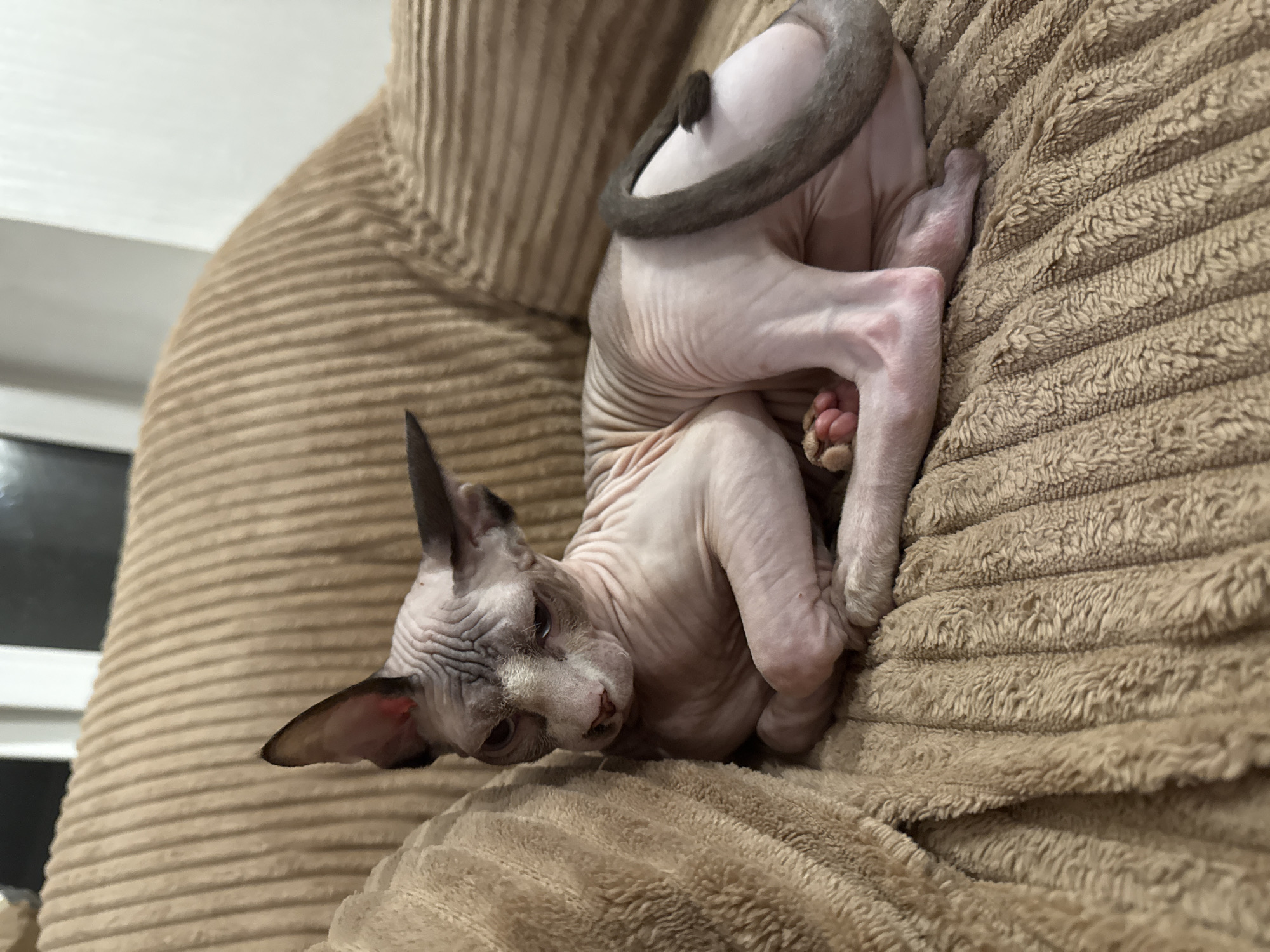 Sphynx cat relaxing through a quiet evening at home