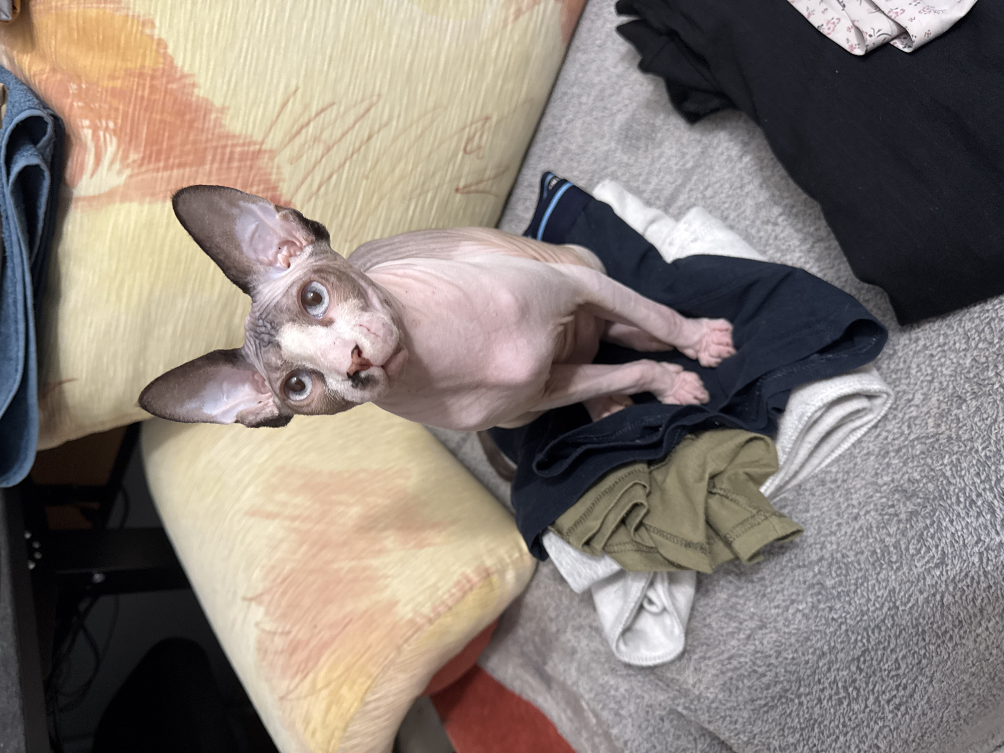 Domestic life documented through household pets and personal collections