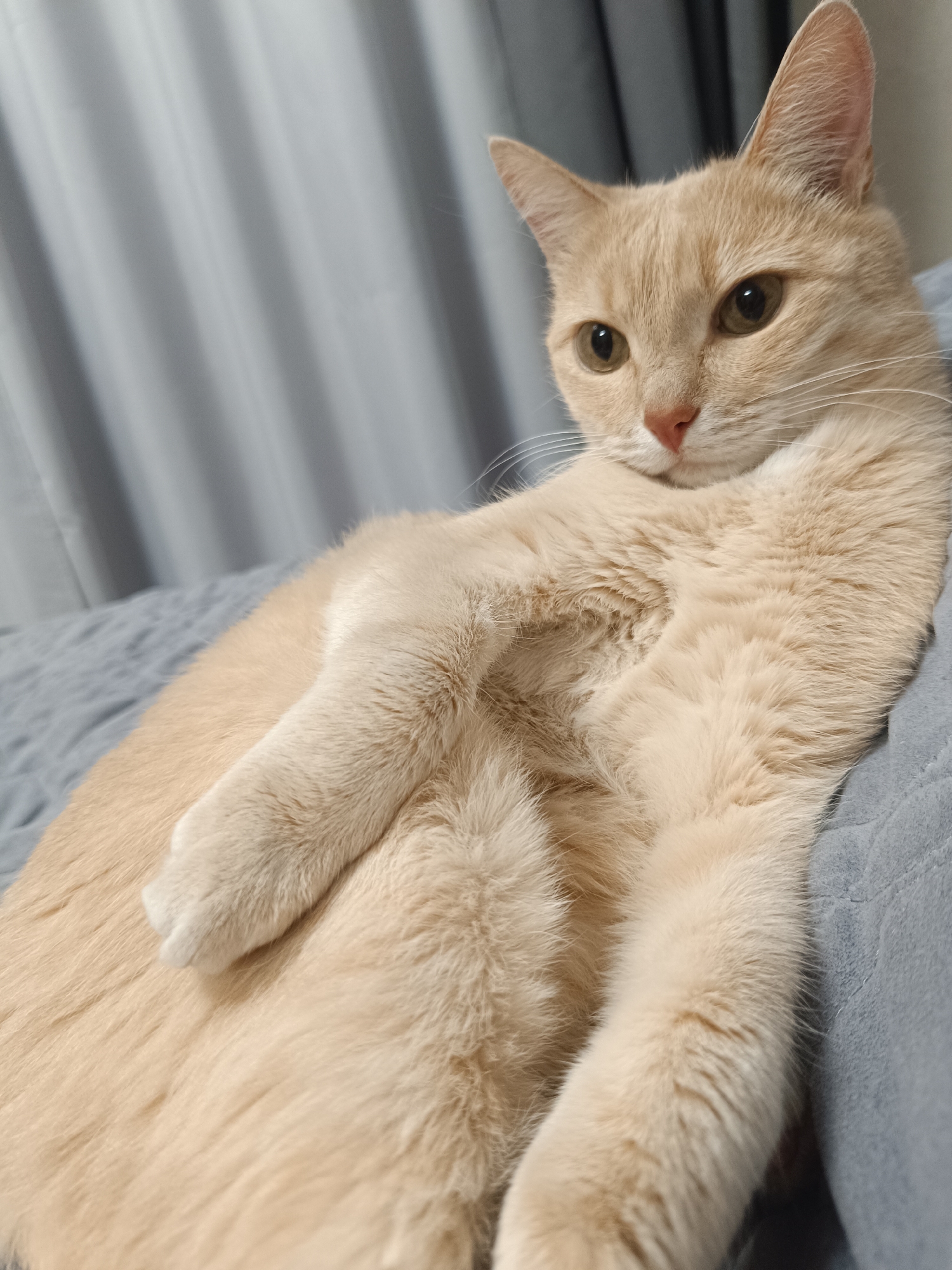 Tabby cat photographed at home in Naberezhnye Chelny