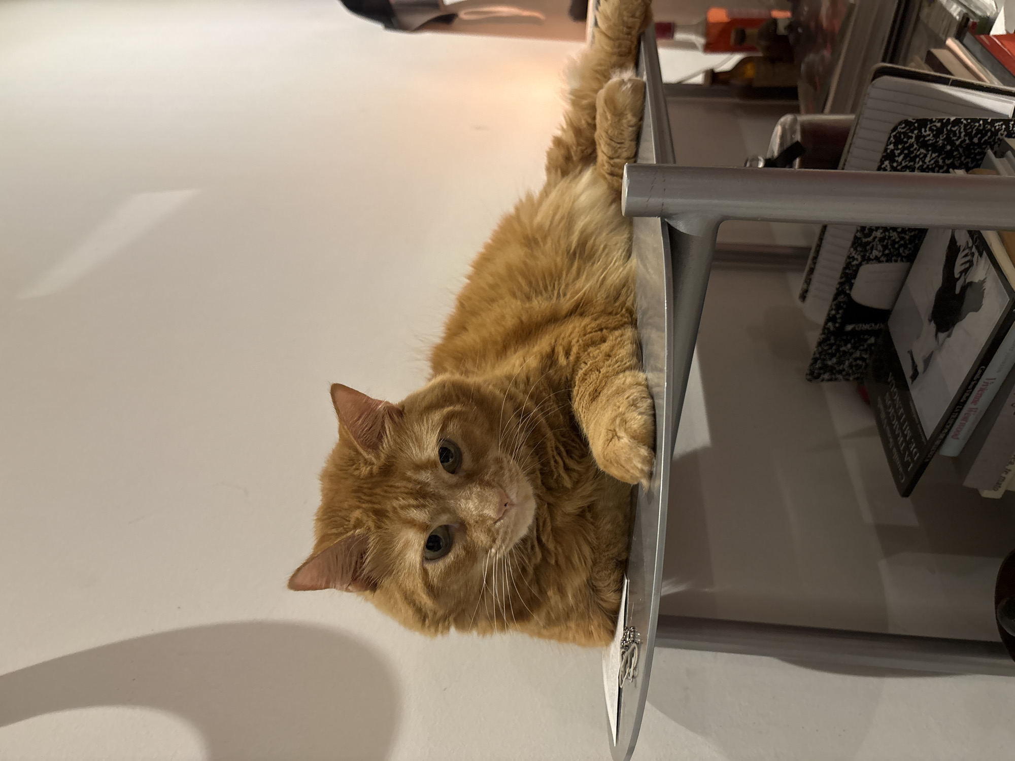 Evening moments in Buenos Aires: cats and autumn walks