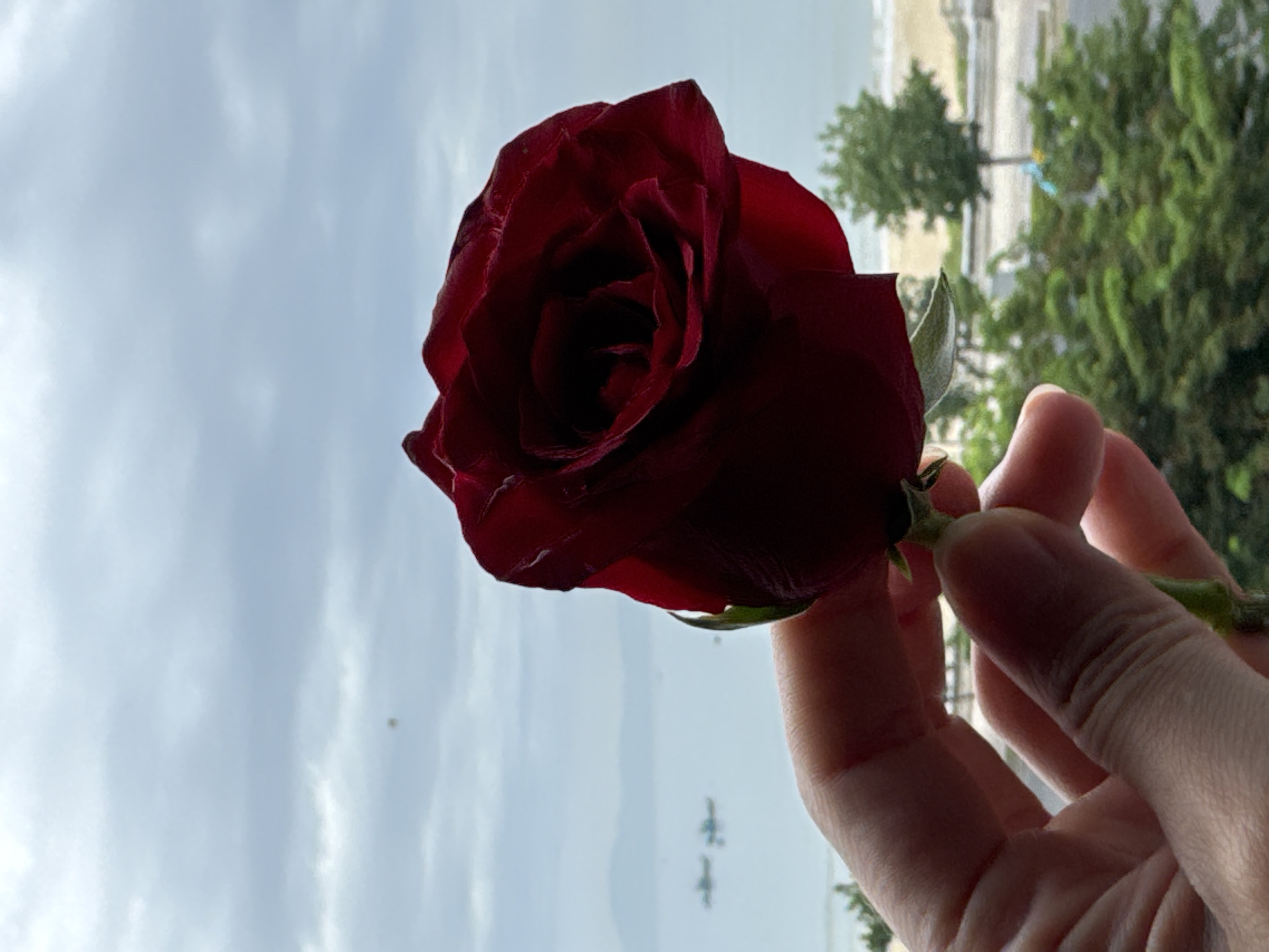 Red rose, two ways — coastal Đà Nẵng, early July morning
