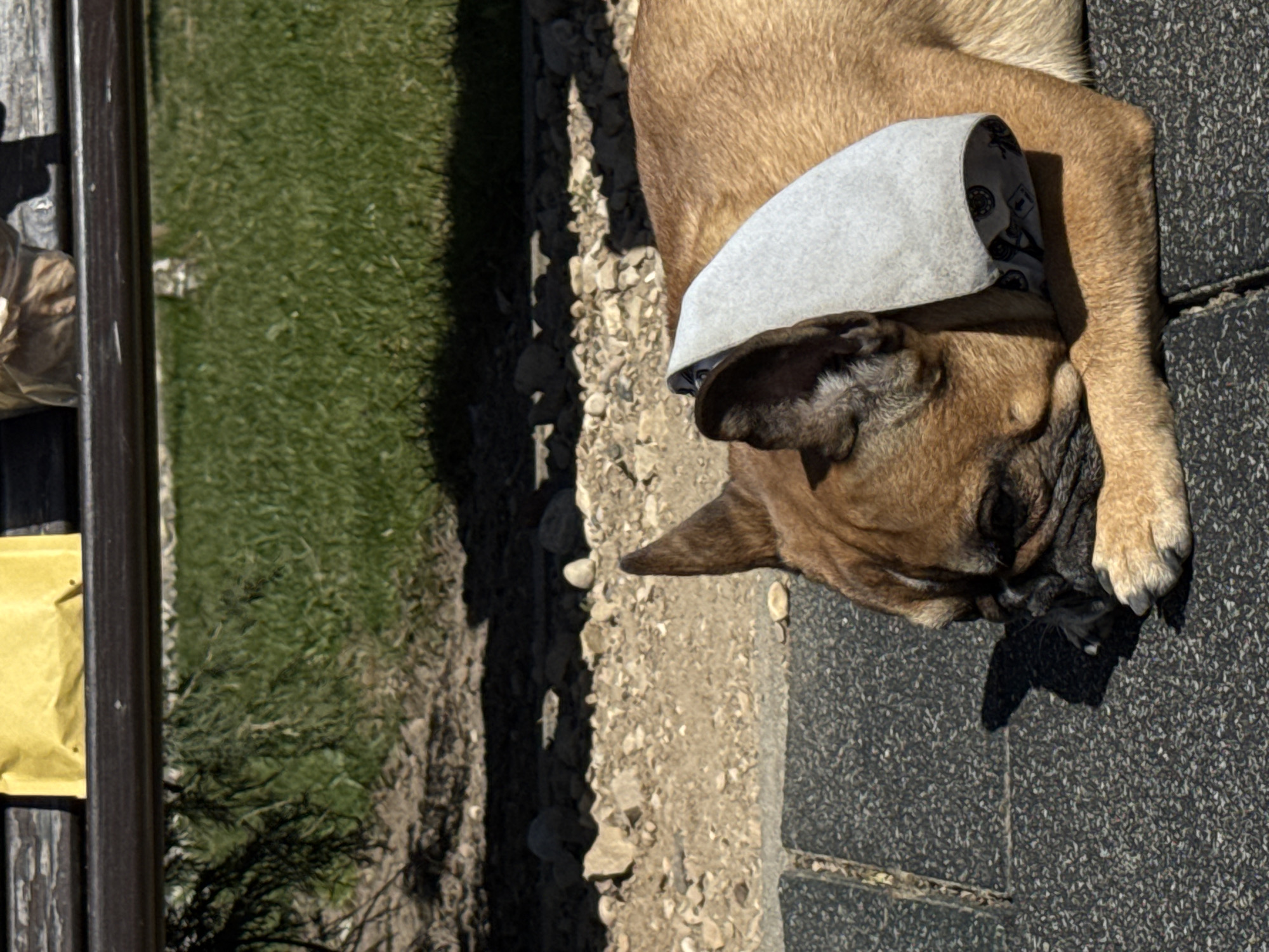 Dog in cone collar rests on pavement in Ulbroka