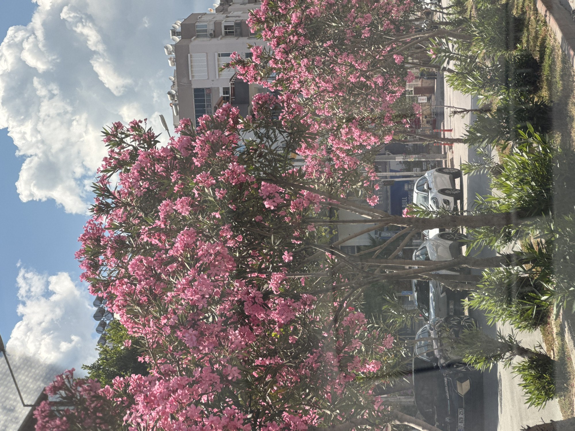 Street scenes documented in Konyaaltı featuring pink oleander blooms