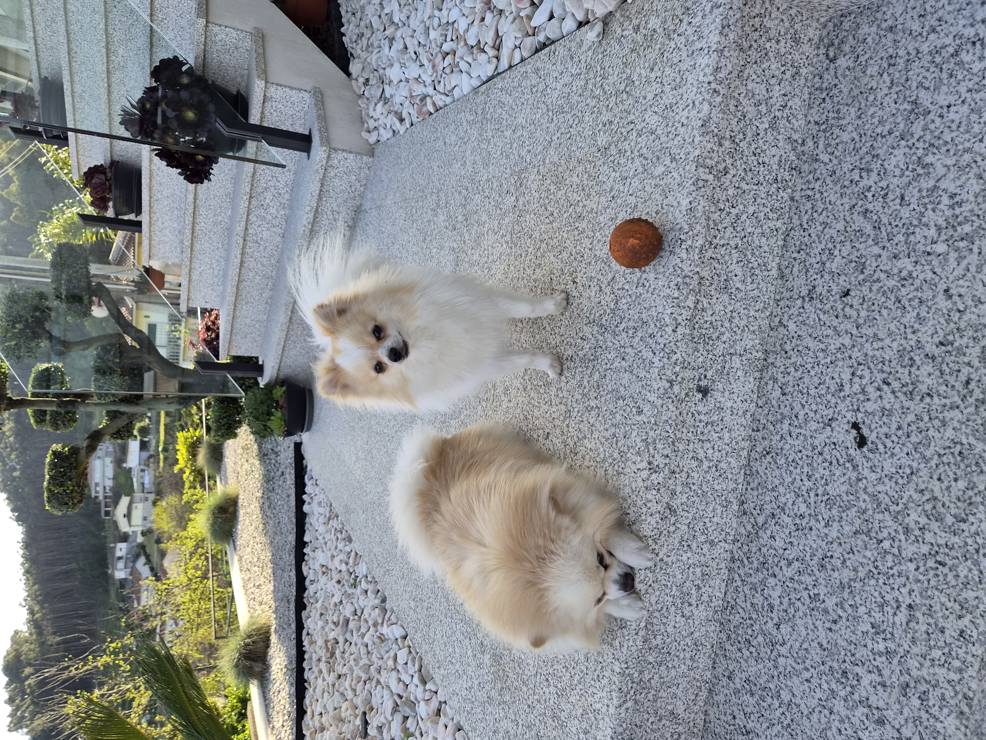 Two Pomeranians spotted on patio ledge in Barcelos