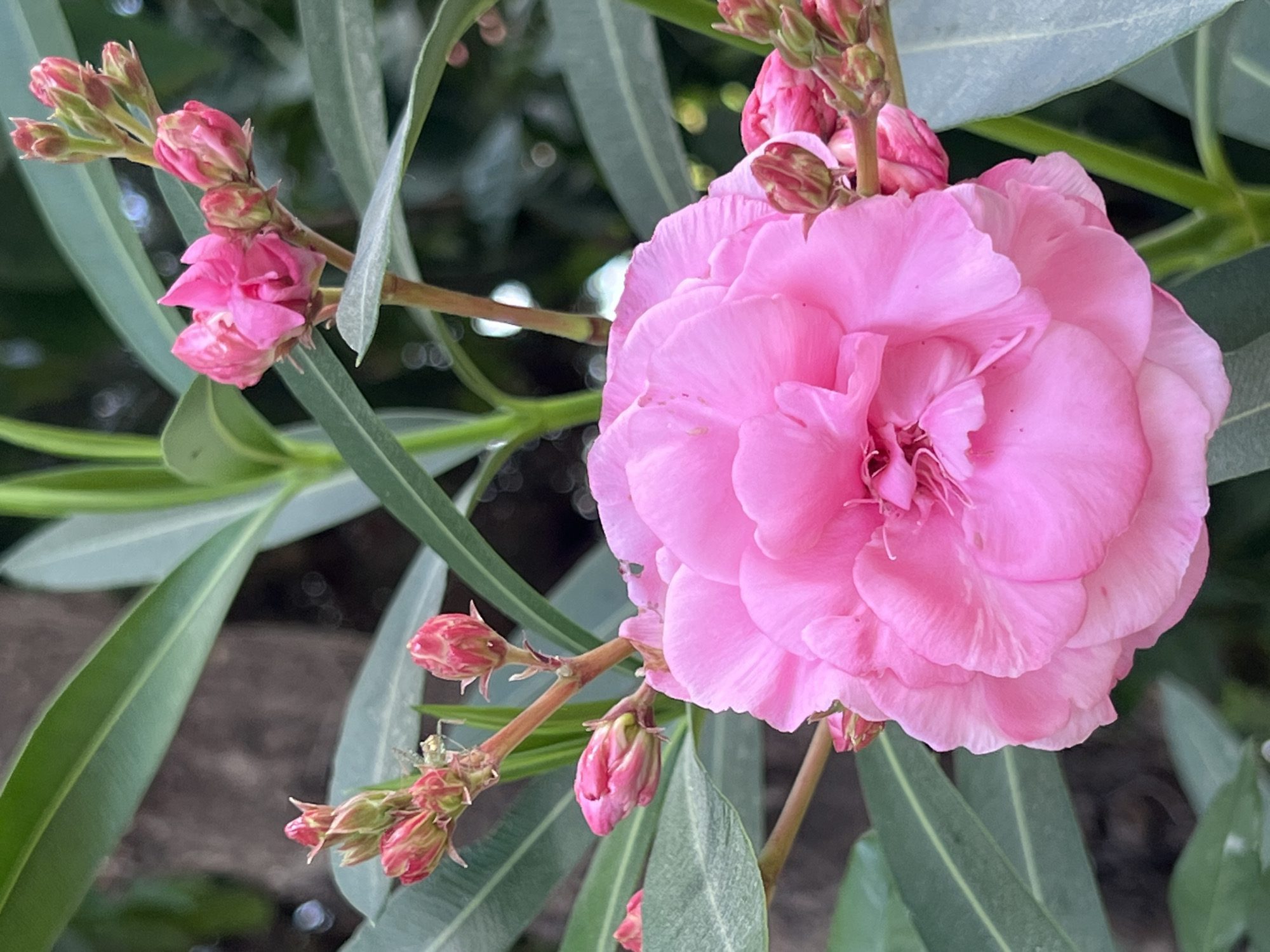 Oleander, figs, and a mosque dome in Antalya