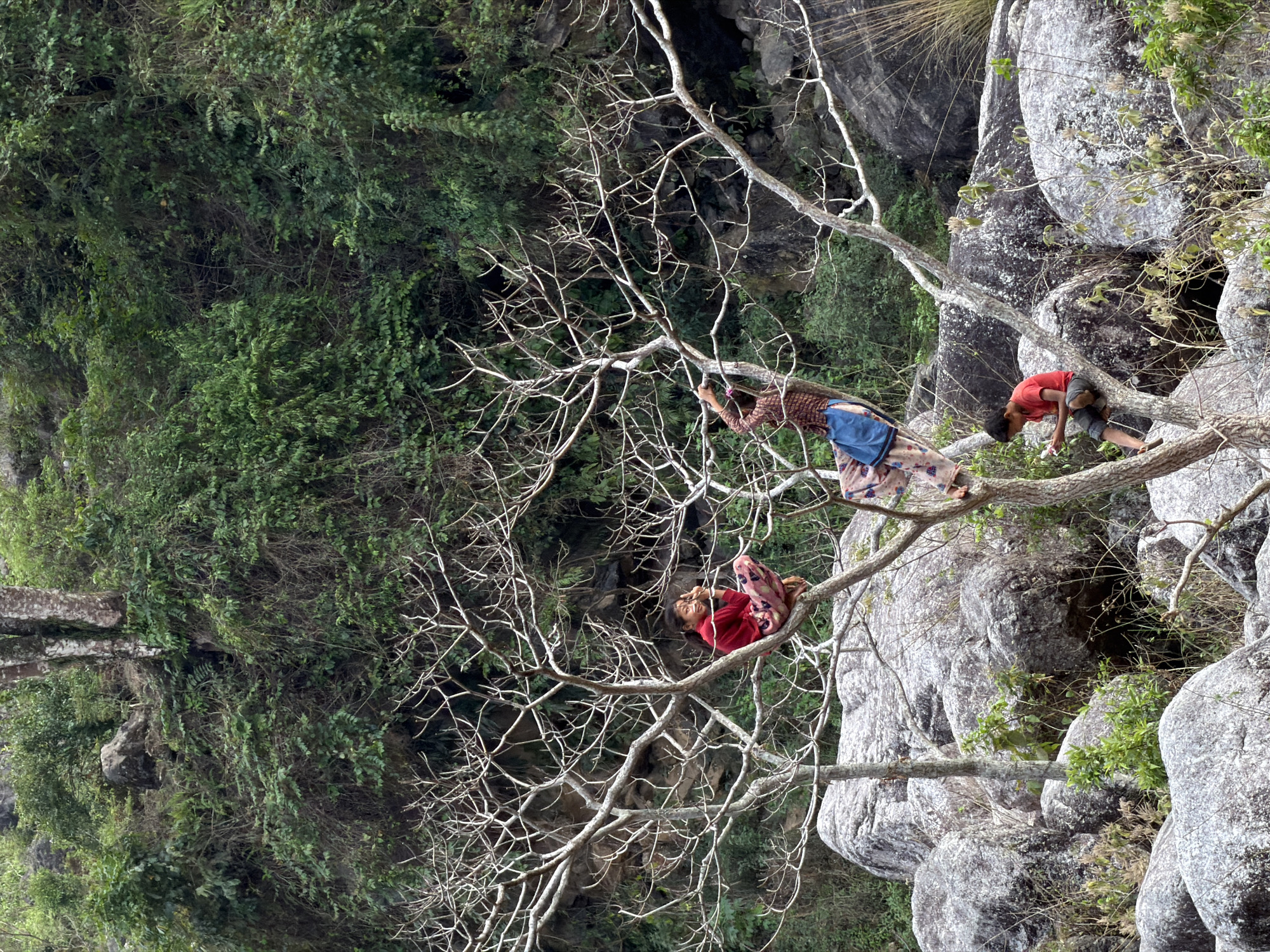 Three people climb tree near rocks in Bhimphedi