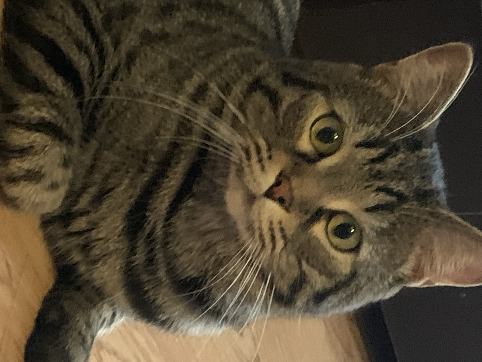 Tabby cat observed in multiple poses during five-minute span