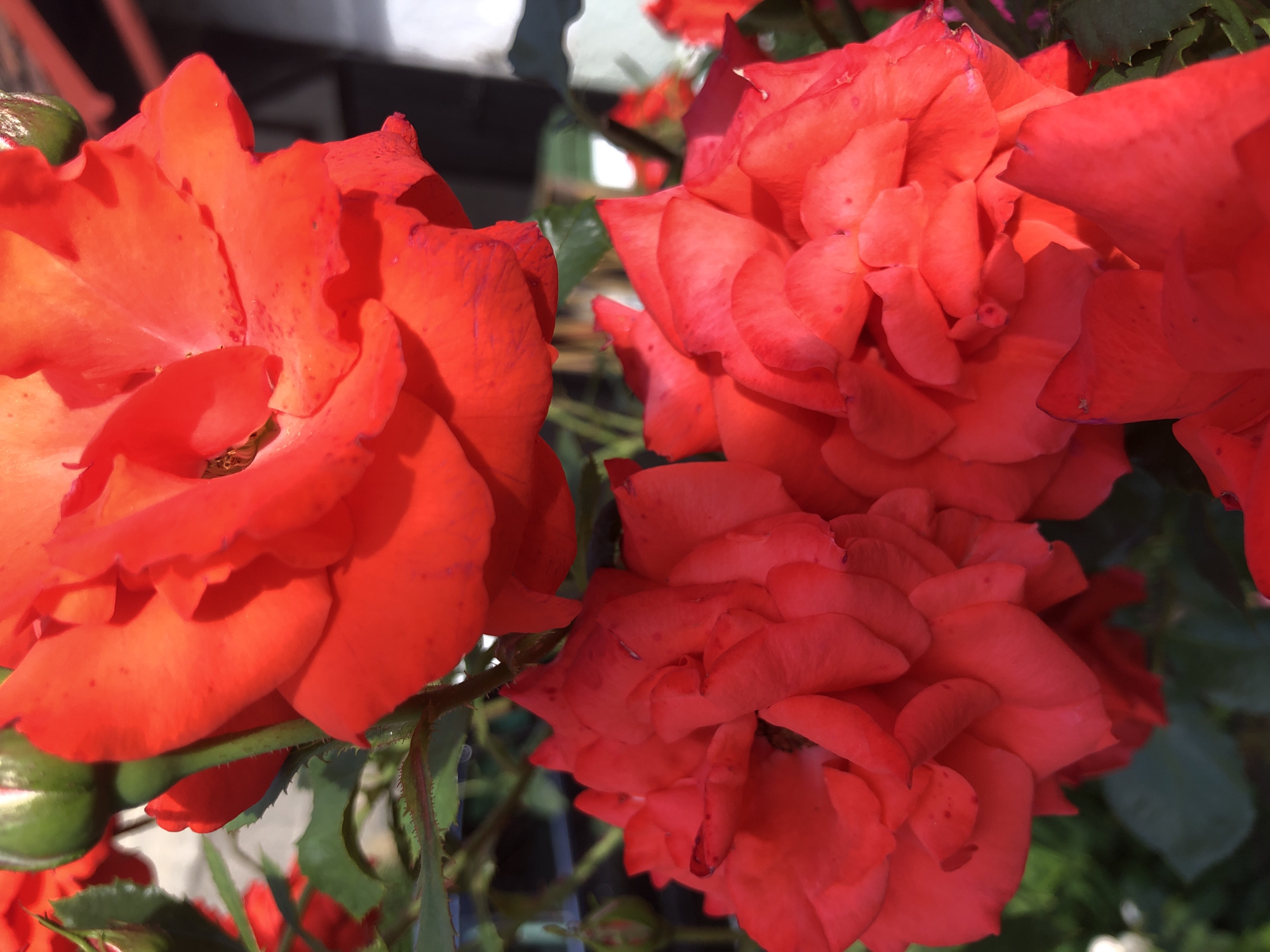 Roses, dahlias, and wheat fields on a summer afternoon