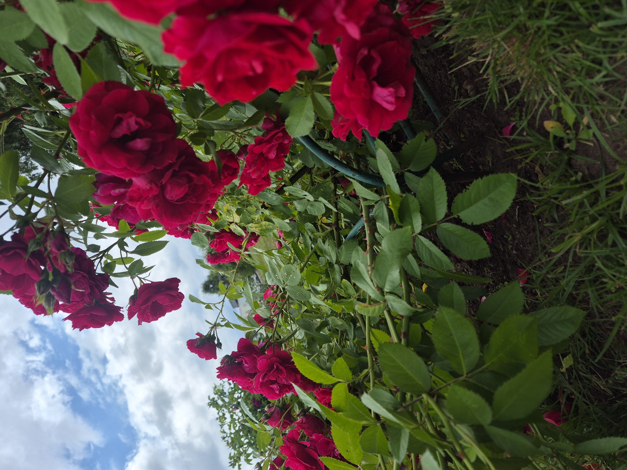 Red roses and a rock fountain in a Chaikovsky park