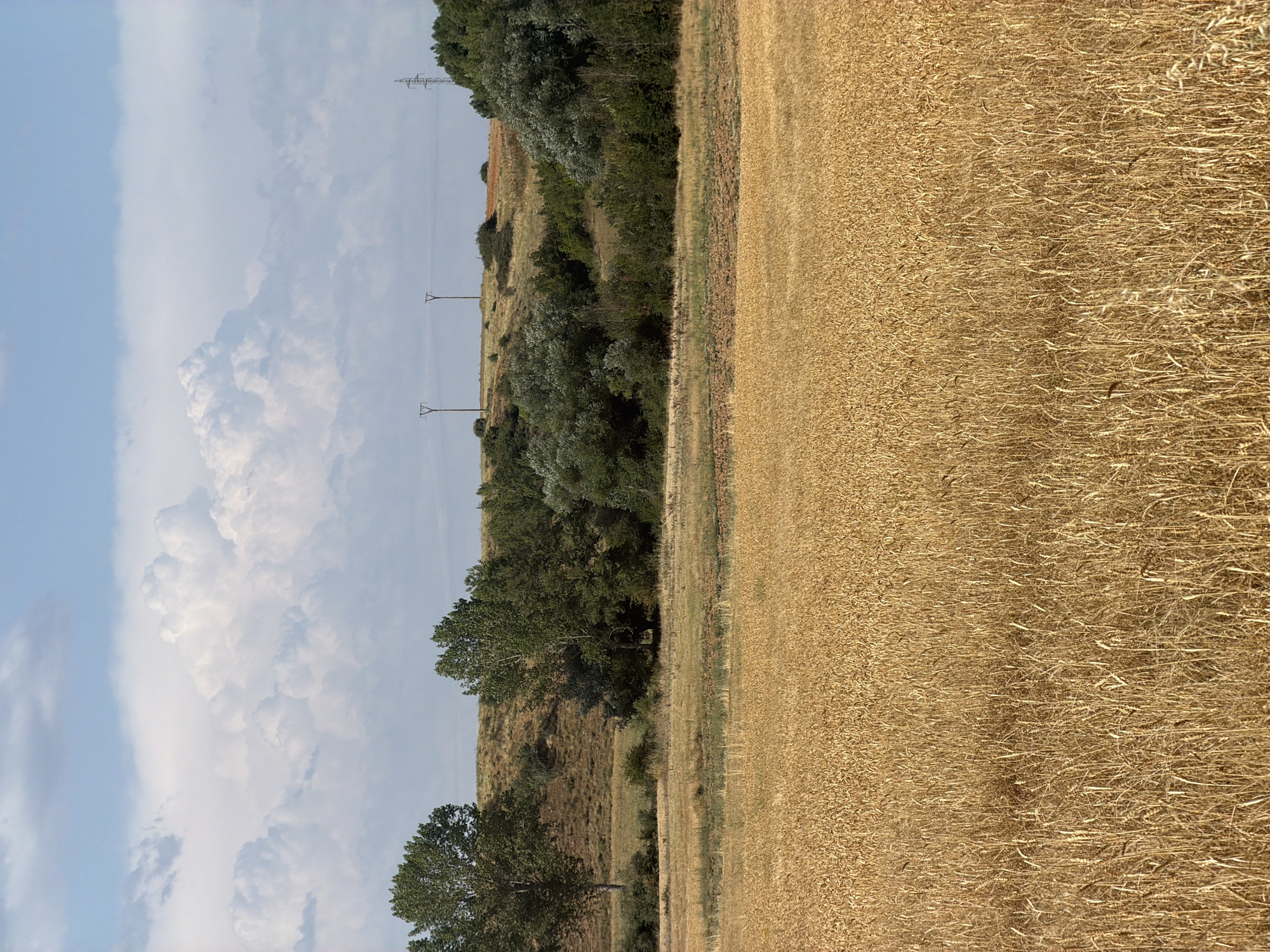 Wildflowers and wheat fields in rural Valdefresno, Spain