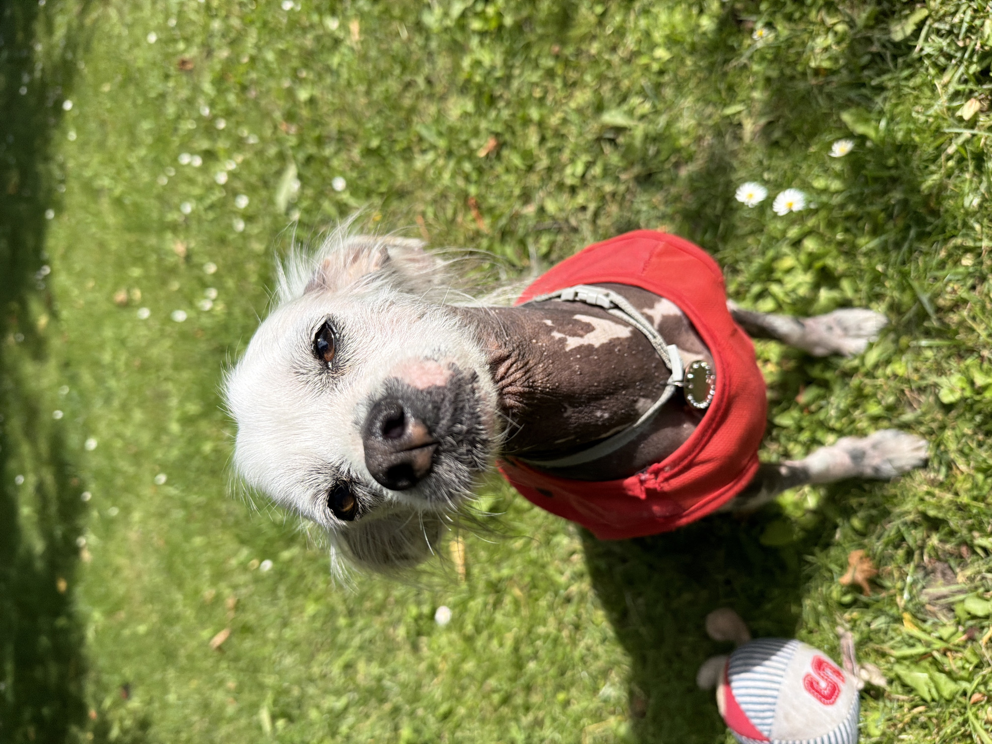 Summer morning in a Kozova backyard with dogs, cherries, and gardens