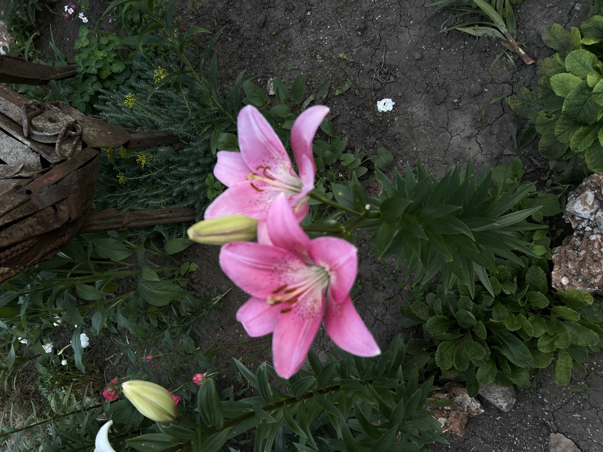 A Bulgarian home garden in full summer bloom